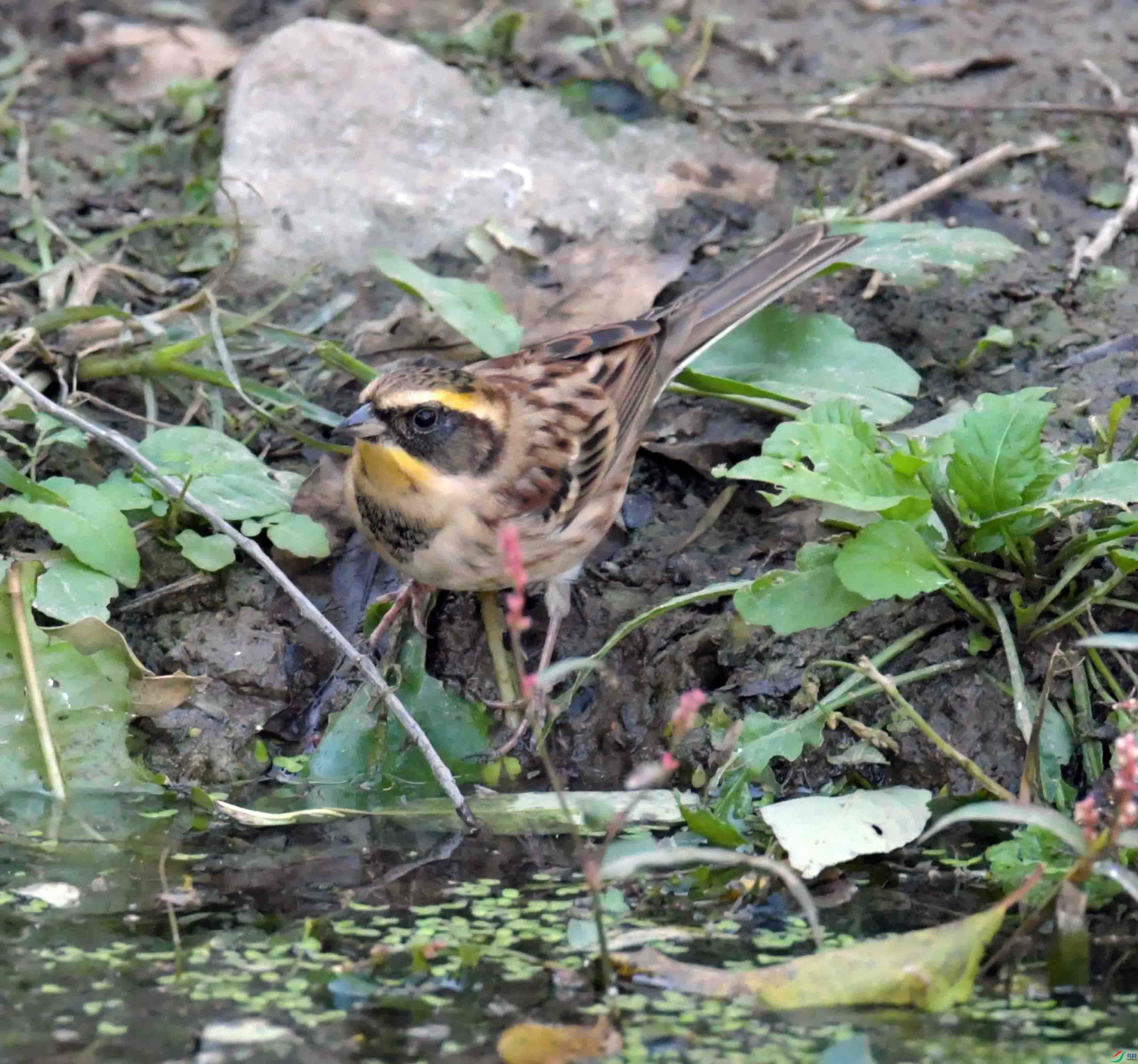 DSC_9705.JPG