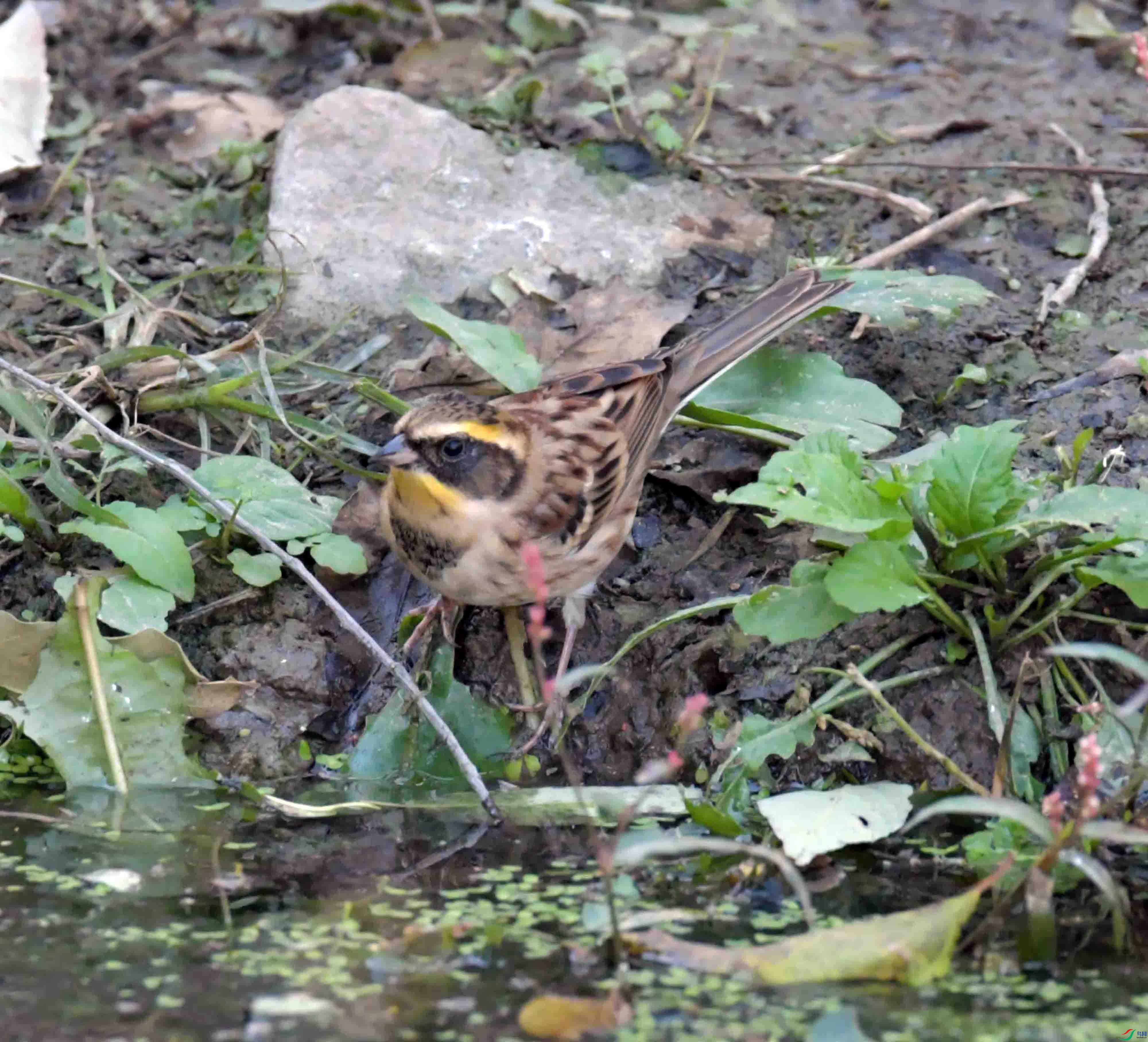 DSC_9706.JPG