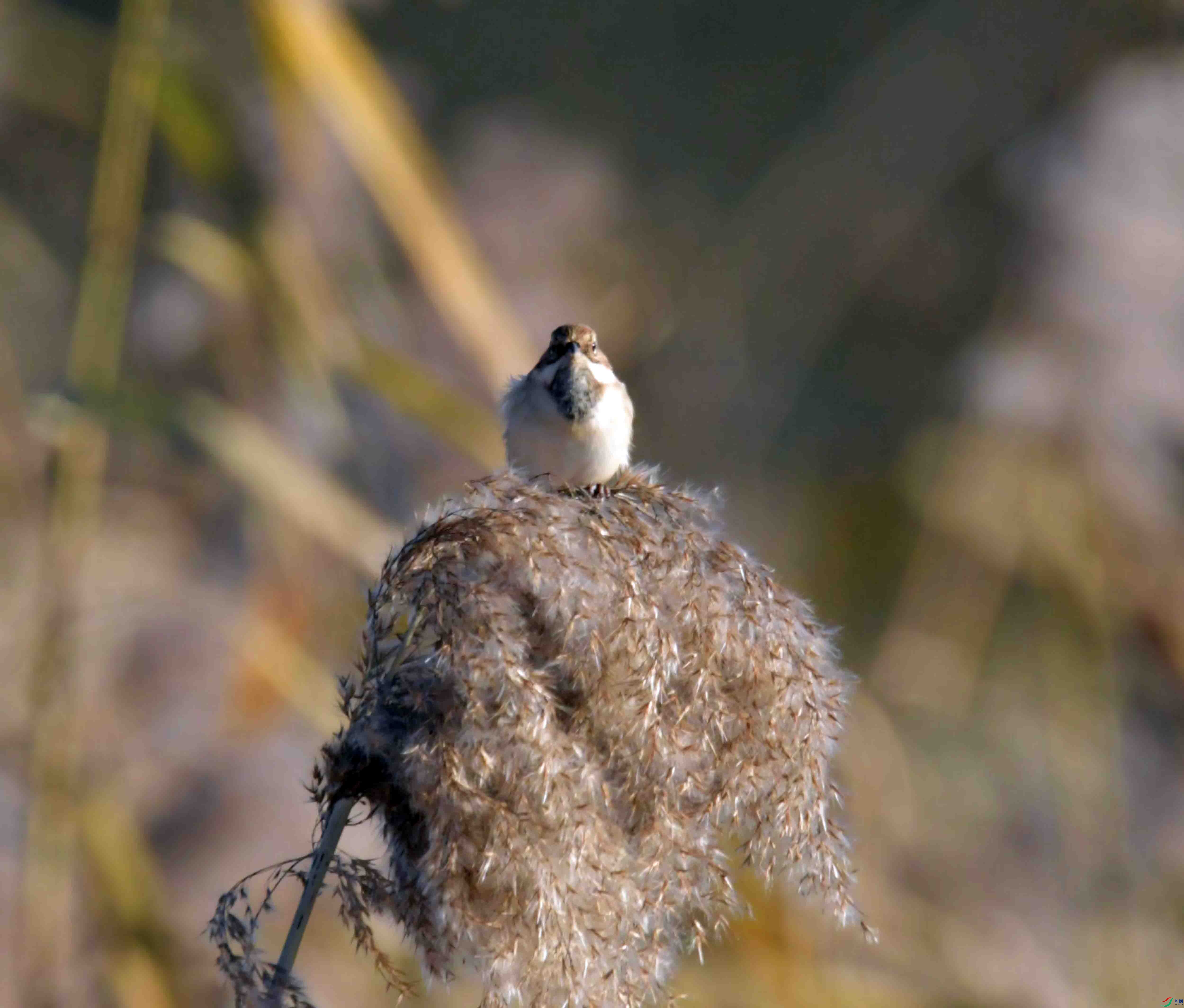 DSC_0746.JPG