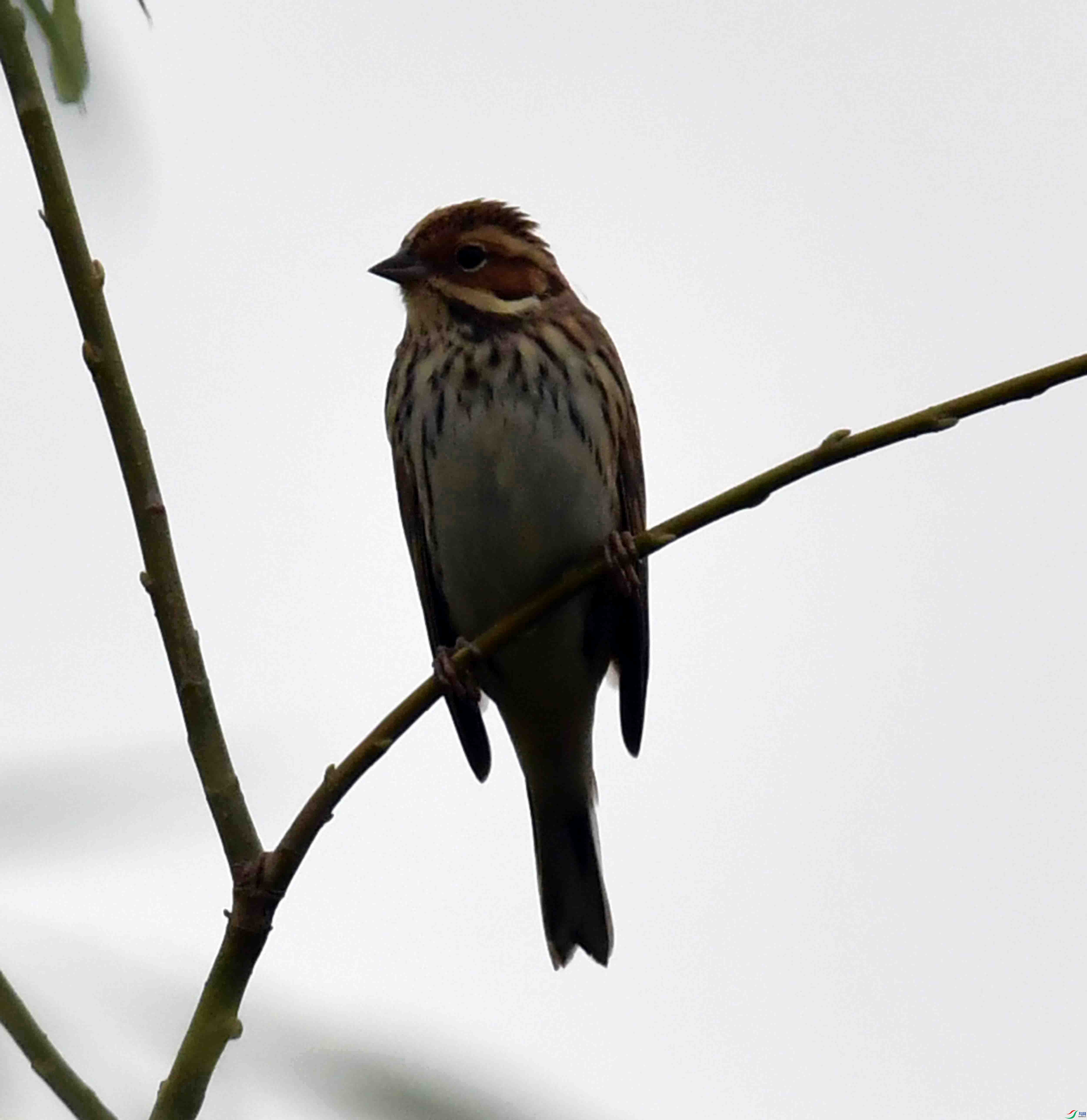 DSC_4657.JPG