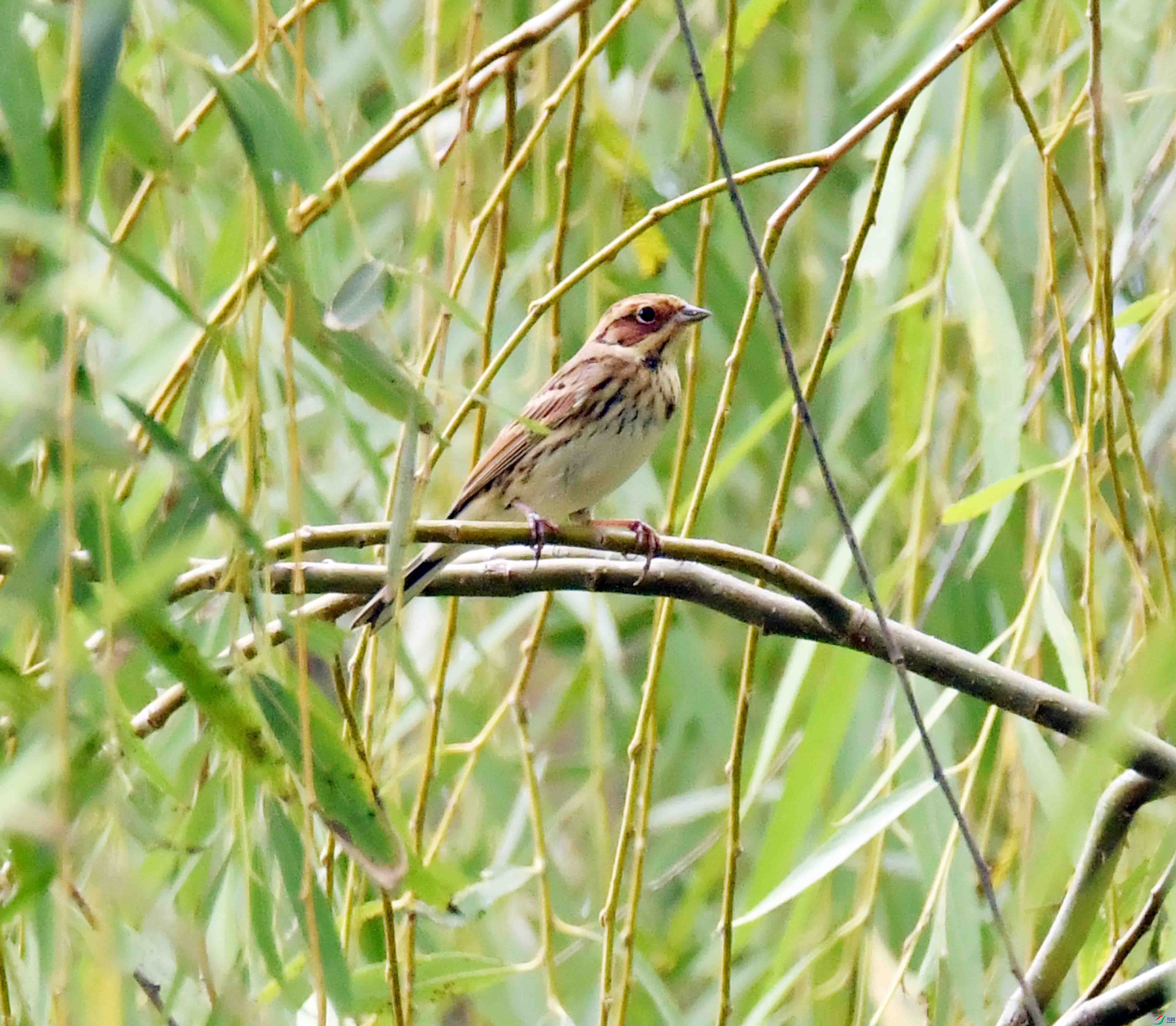 DSC_4674.JPG