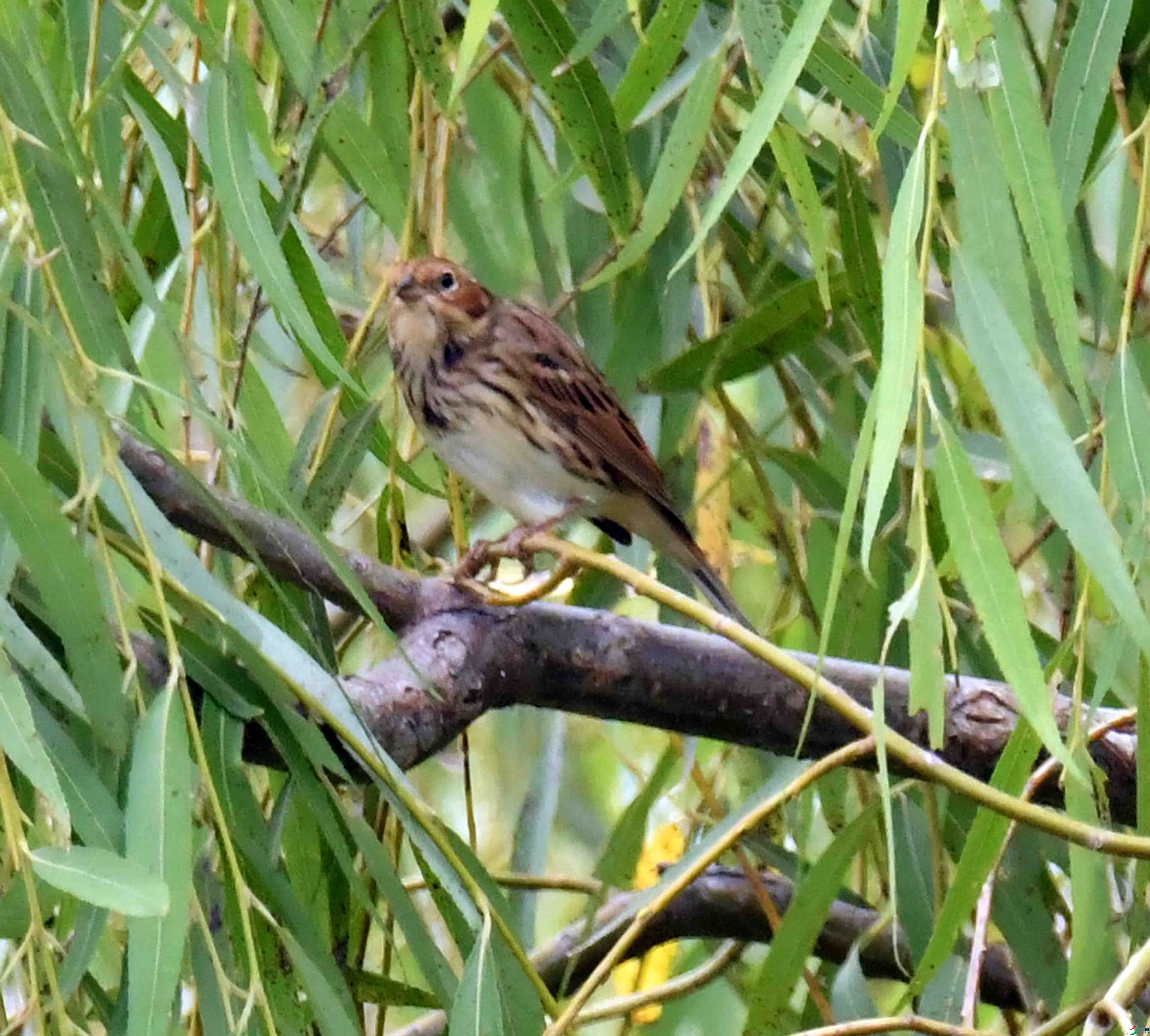 DSC_4680.JPG