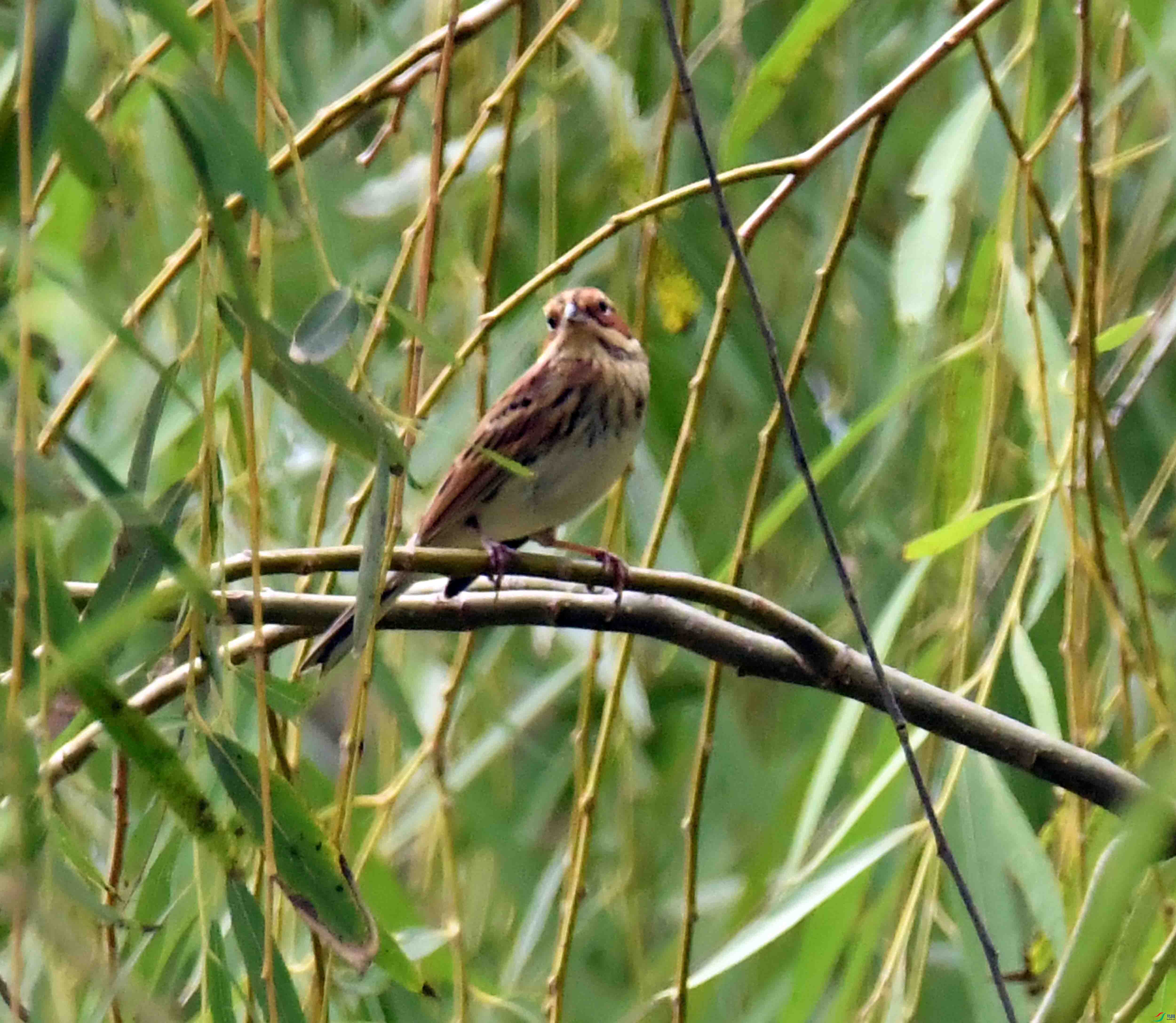 DSC_4677.JPG