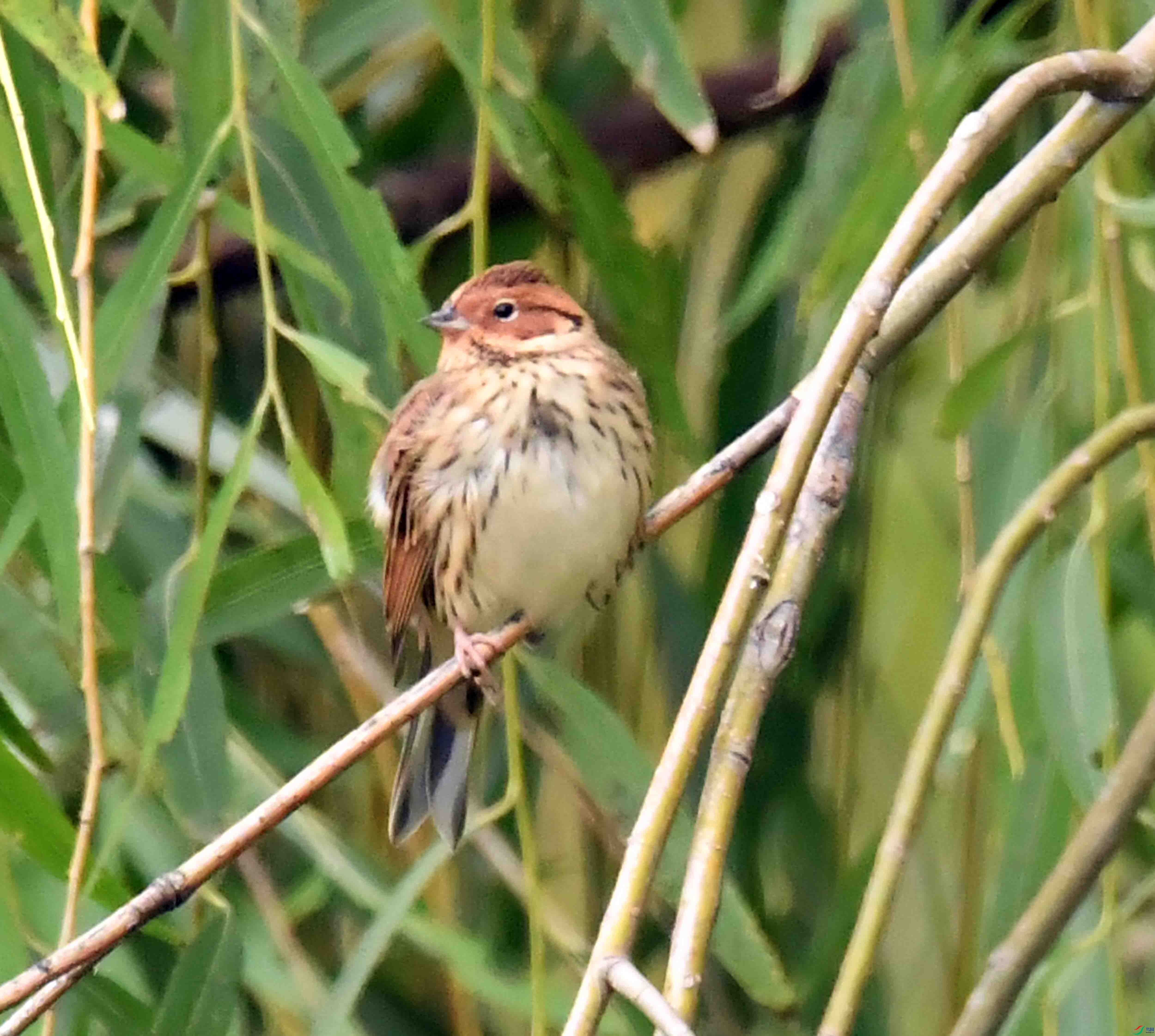 DSC_4687.JPG
