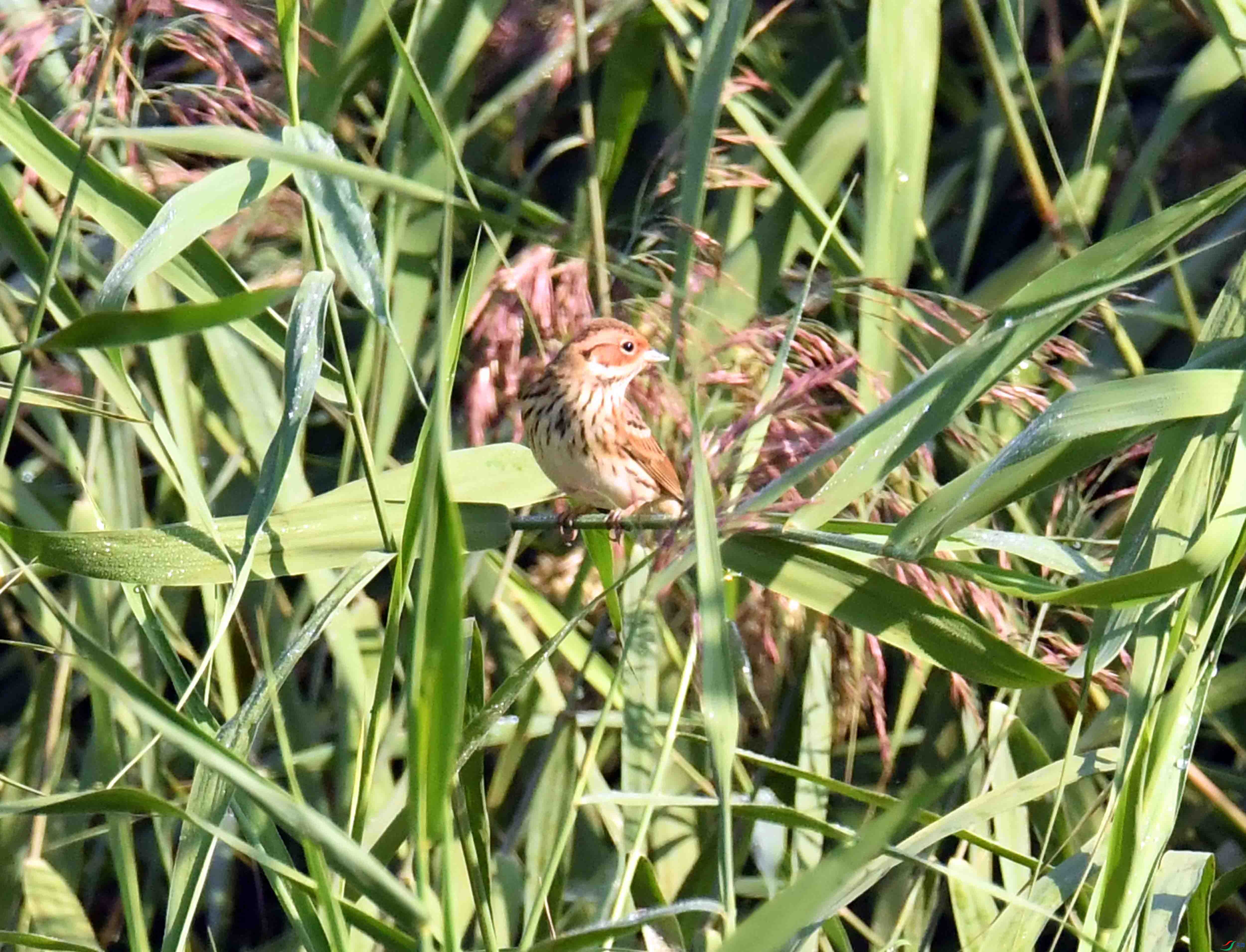 DSC_5253.JPG
