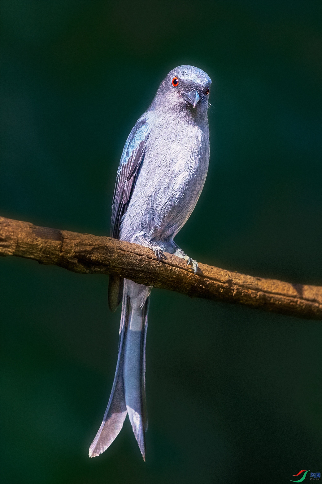 �Ҿ�β----��������