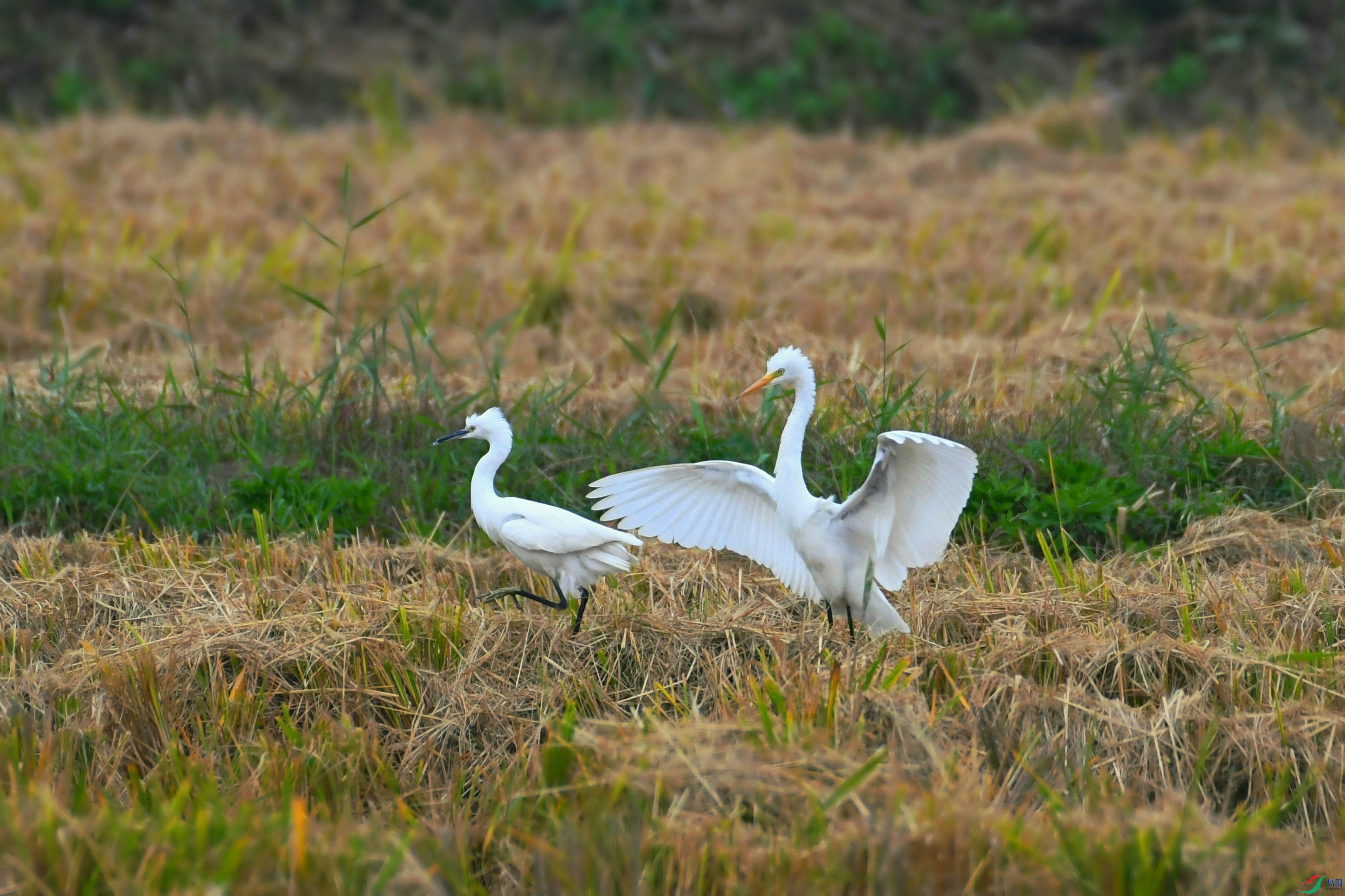 DSC_3690.JPG