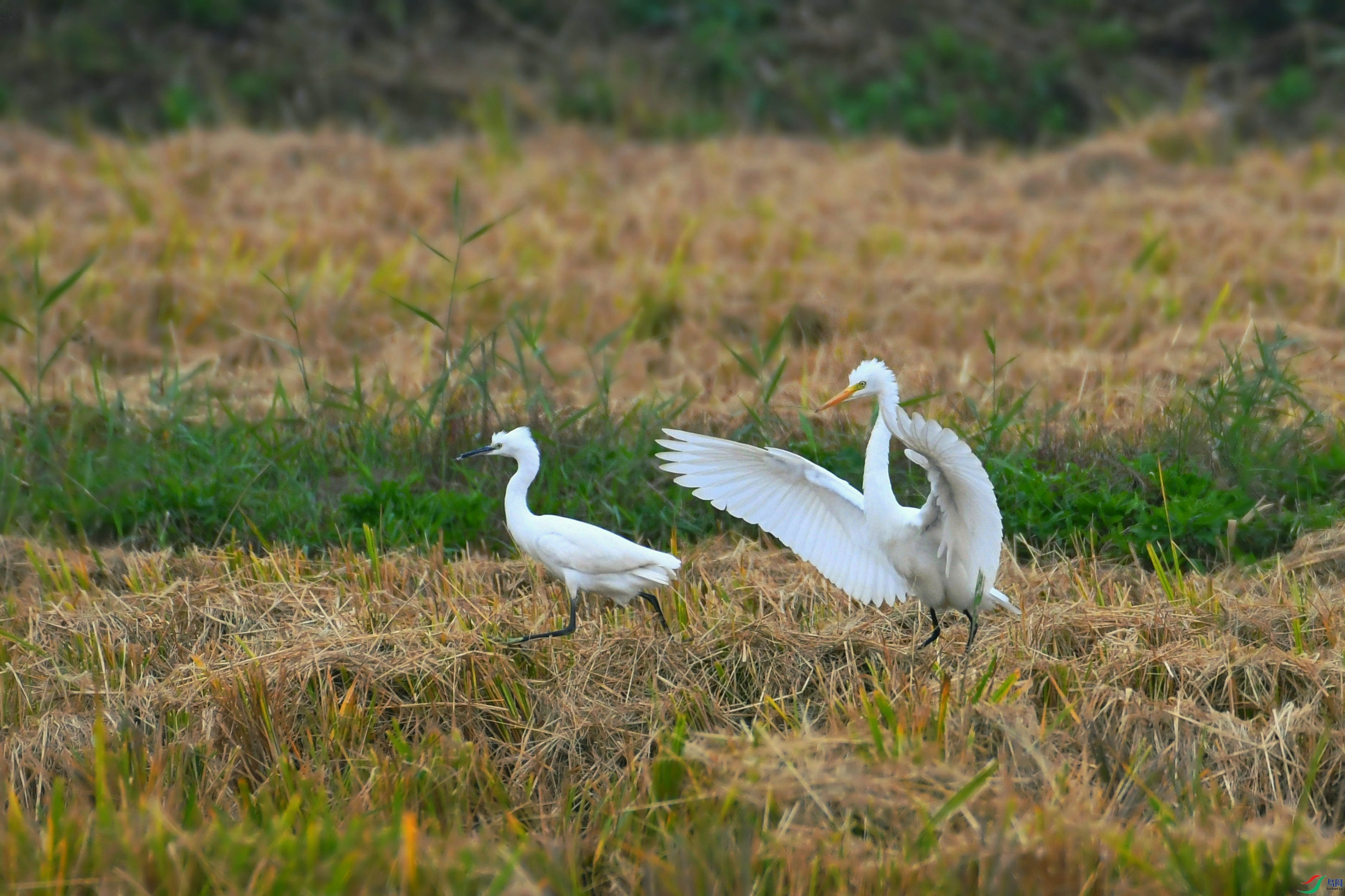 DSC_3691.JPG