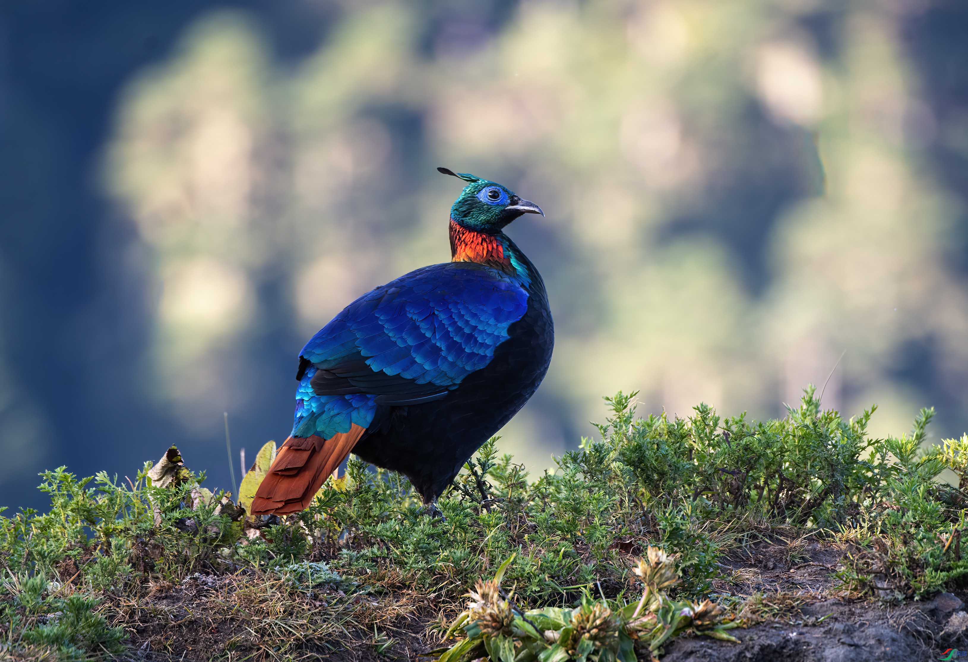 DSC_9515 ����.jpg