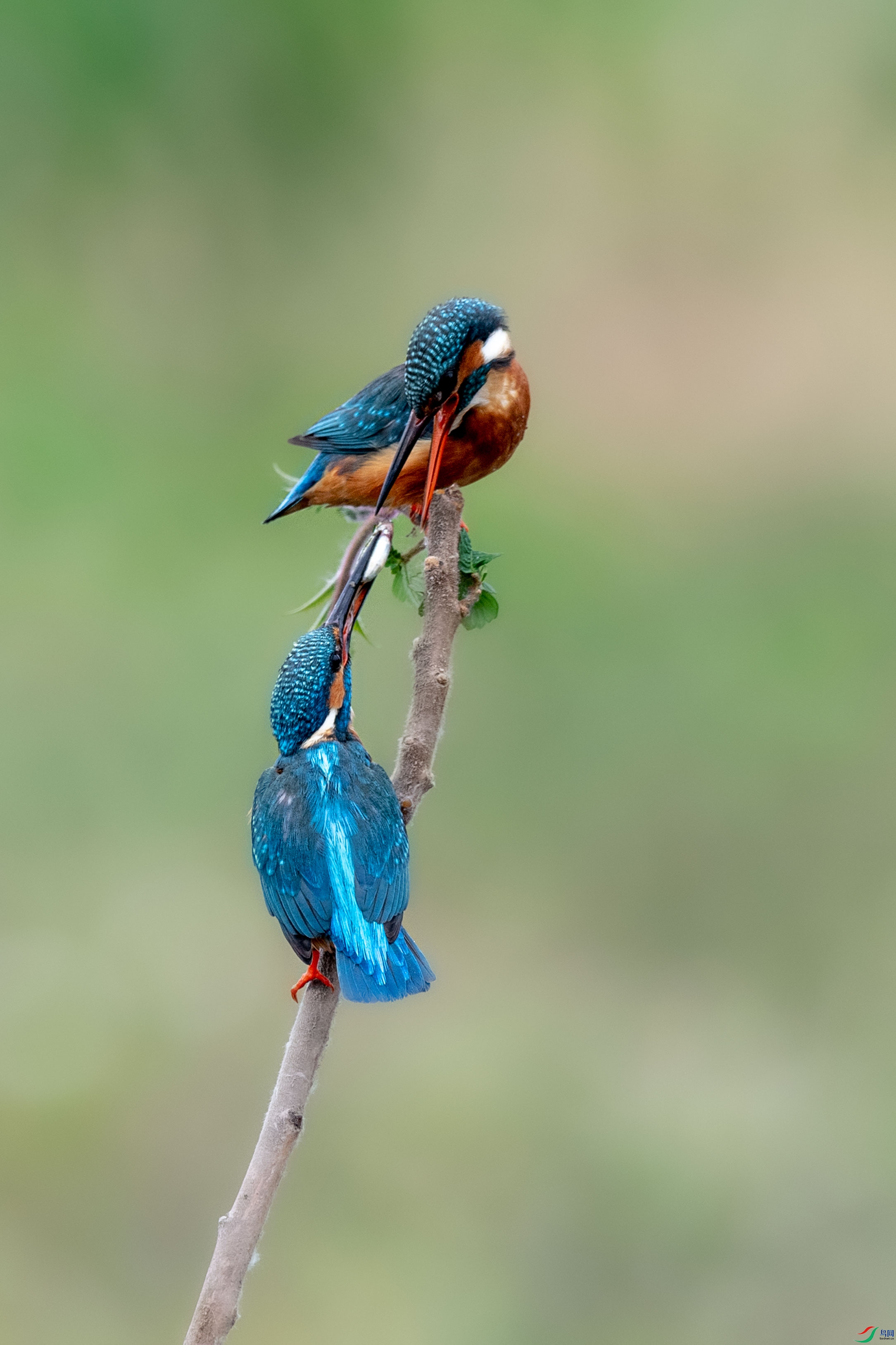 DSC_8248.jpg