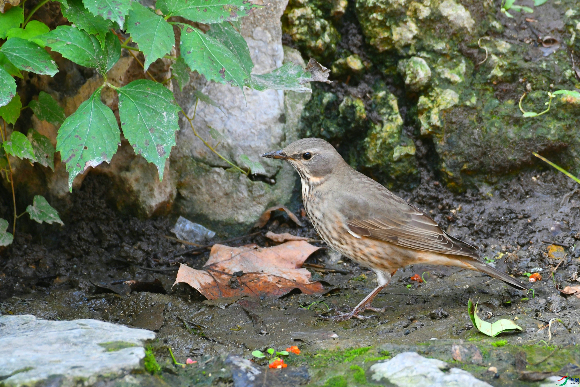 DSC_4455.JPG