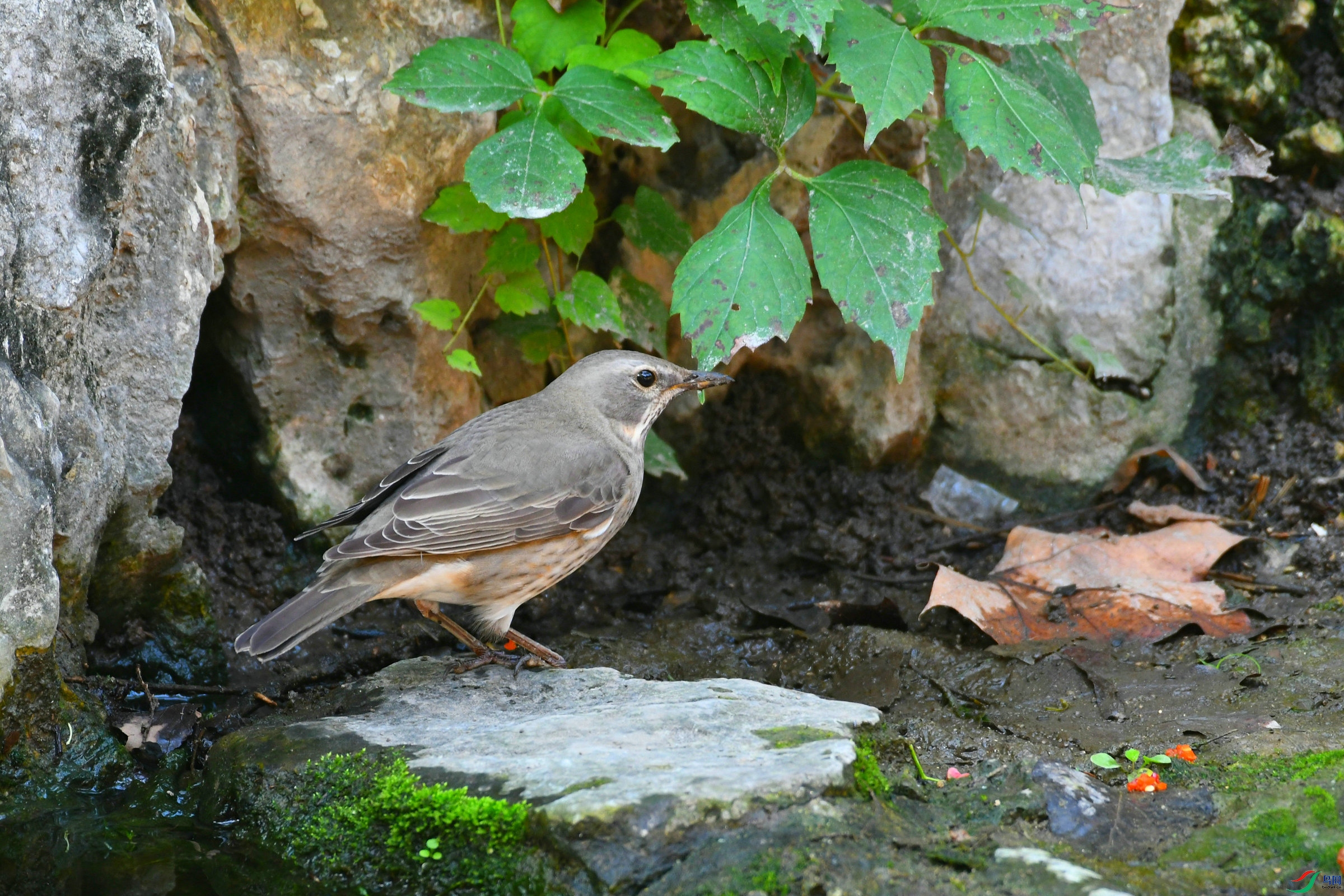 DSC_4462.JPG