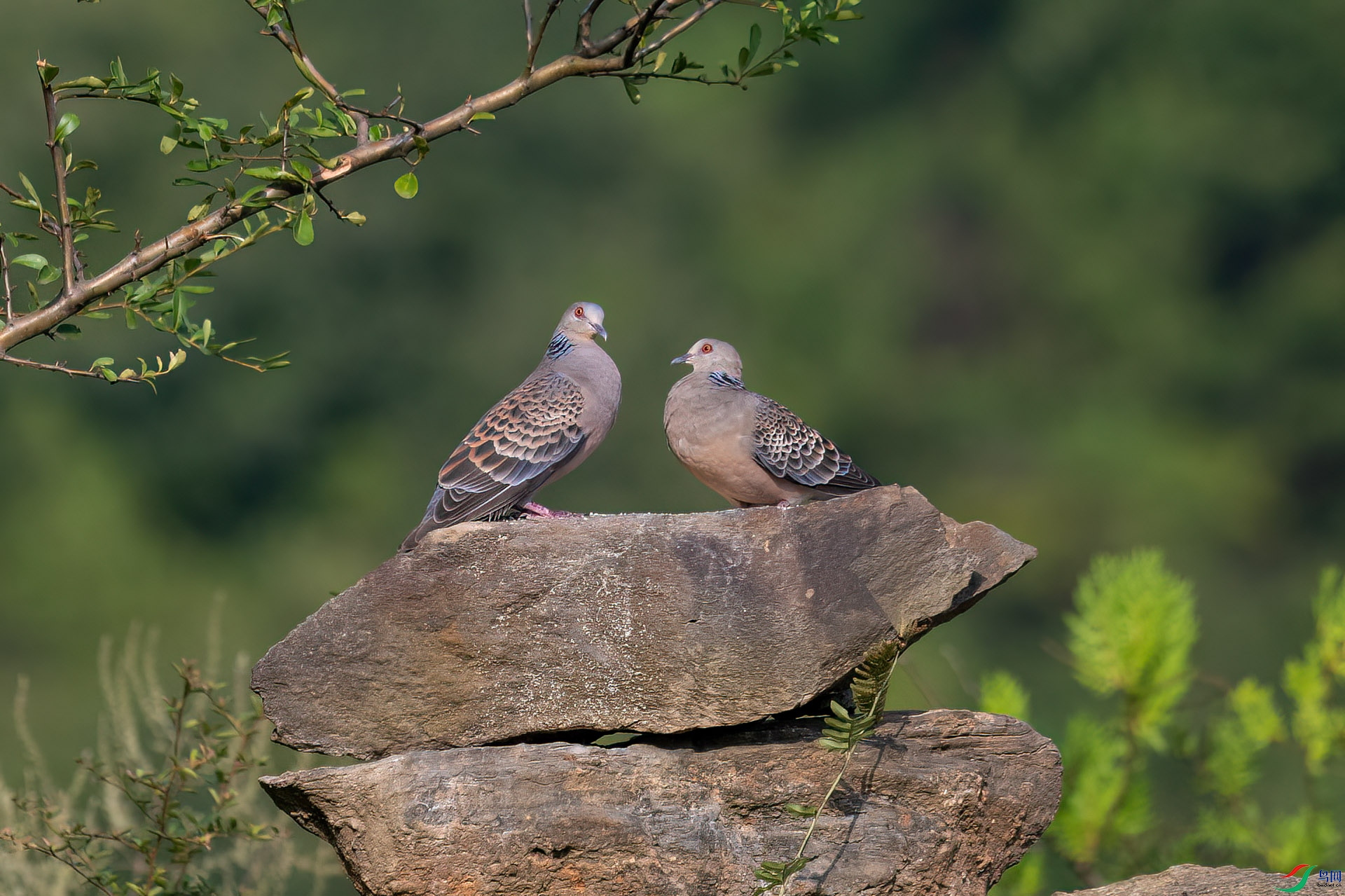 DSC_5248.jpg