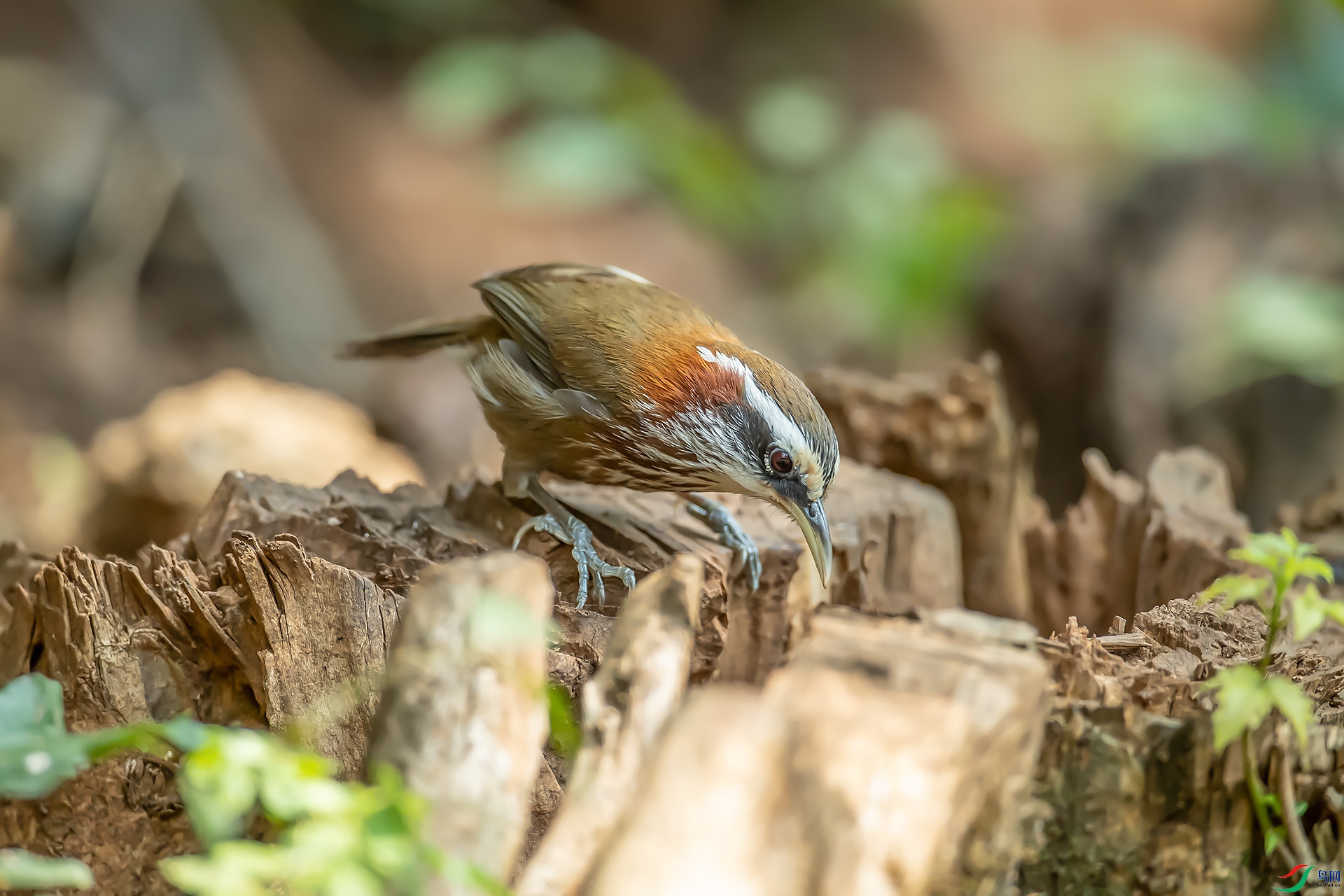 DSC_9273.jpg