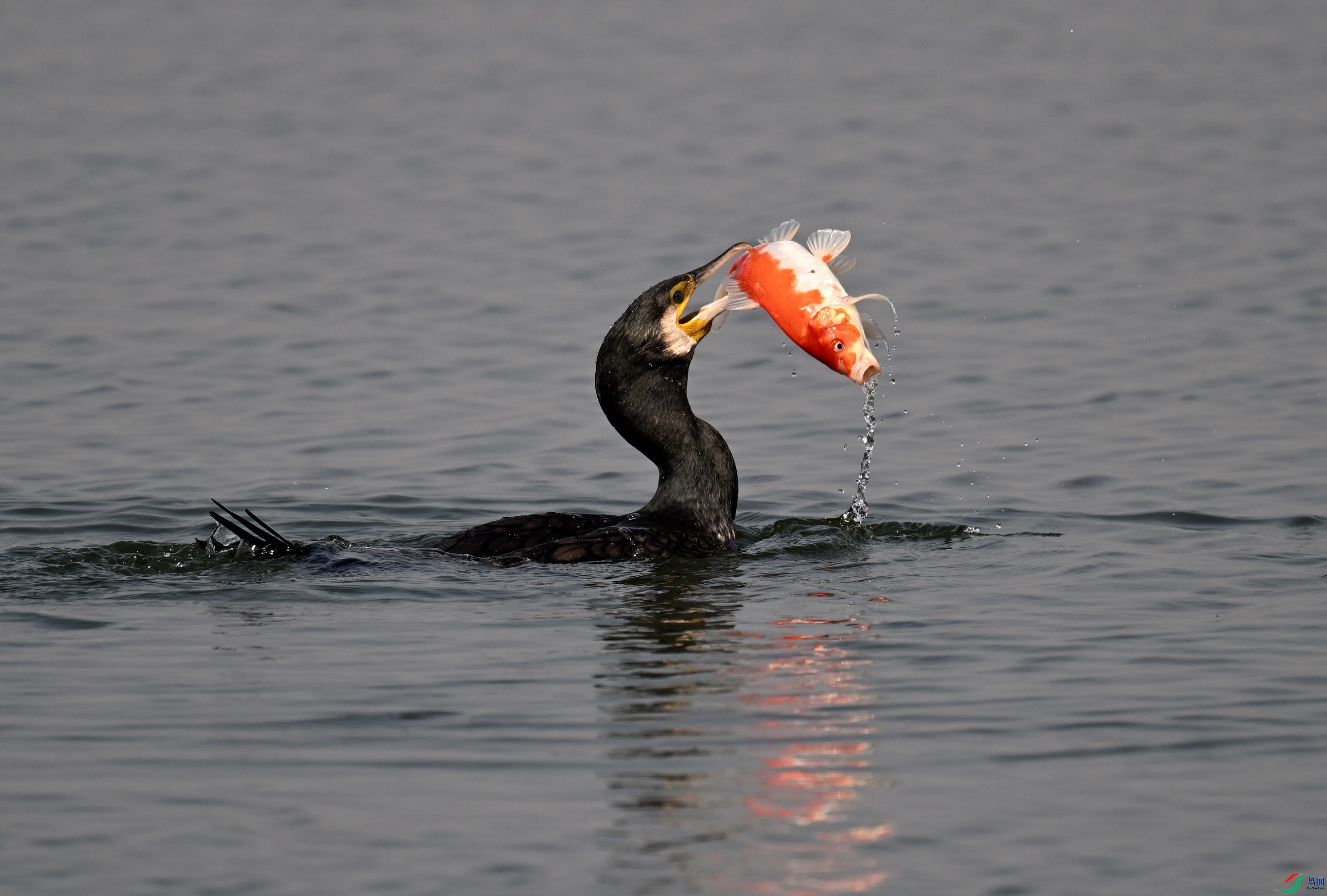 DSC_5424.JPG