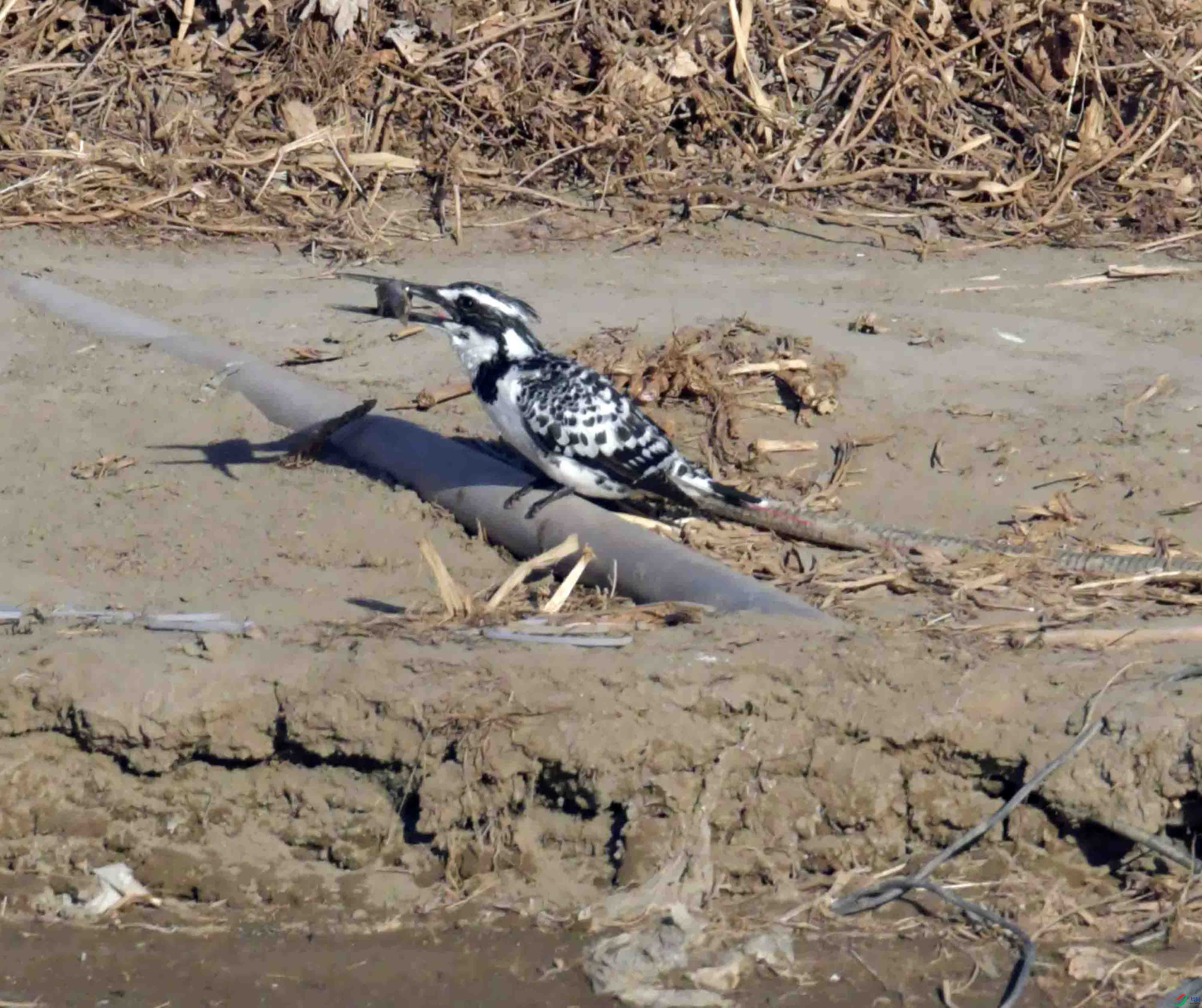 DSC_1126.JPG