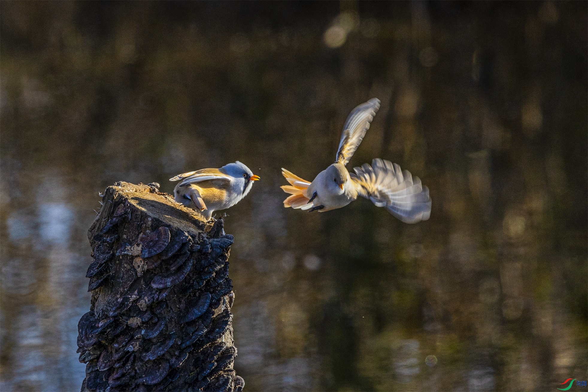 1K3A0199 ����1.jpg