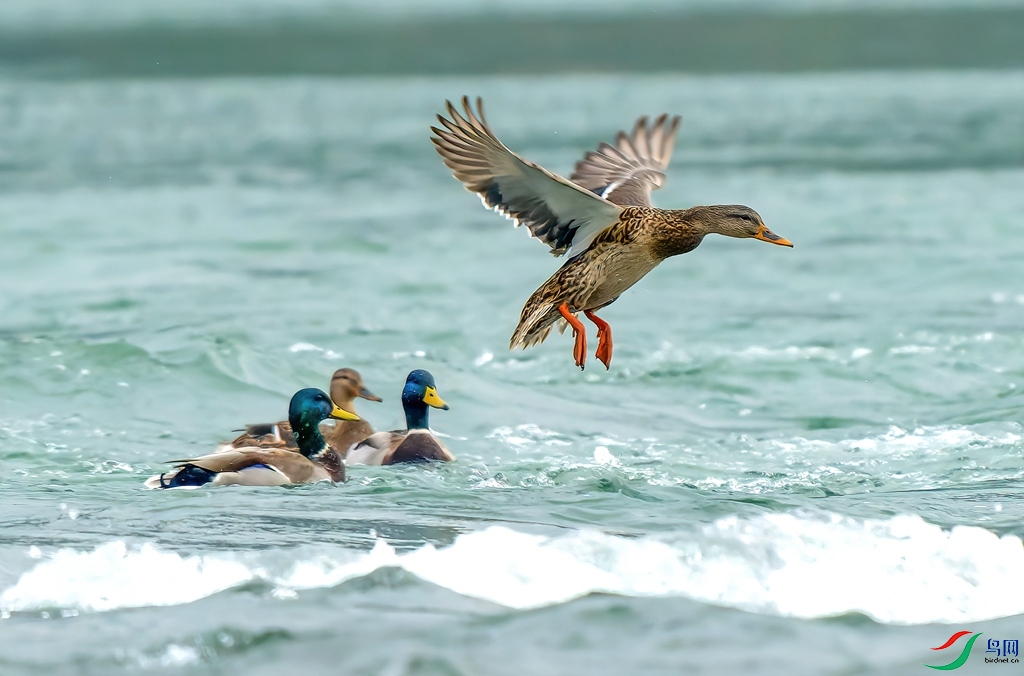 DSC08459-ARW_DxO_DeepPRIME ����.jpg