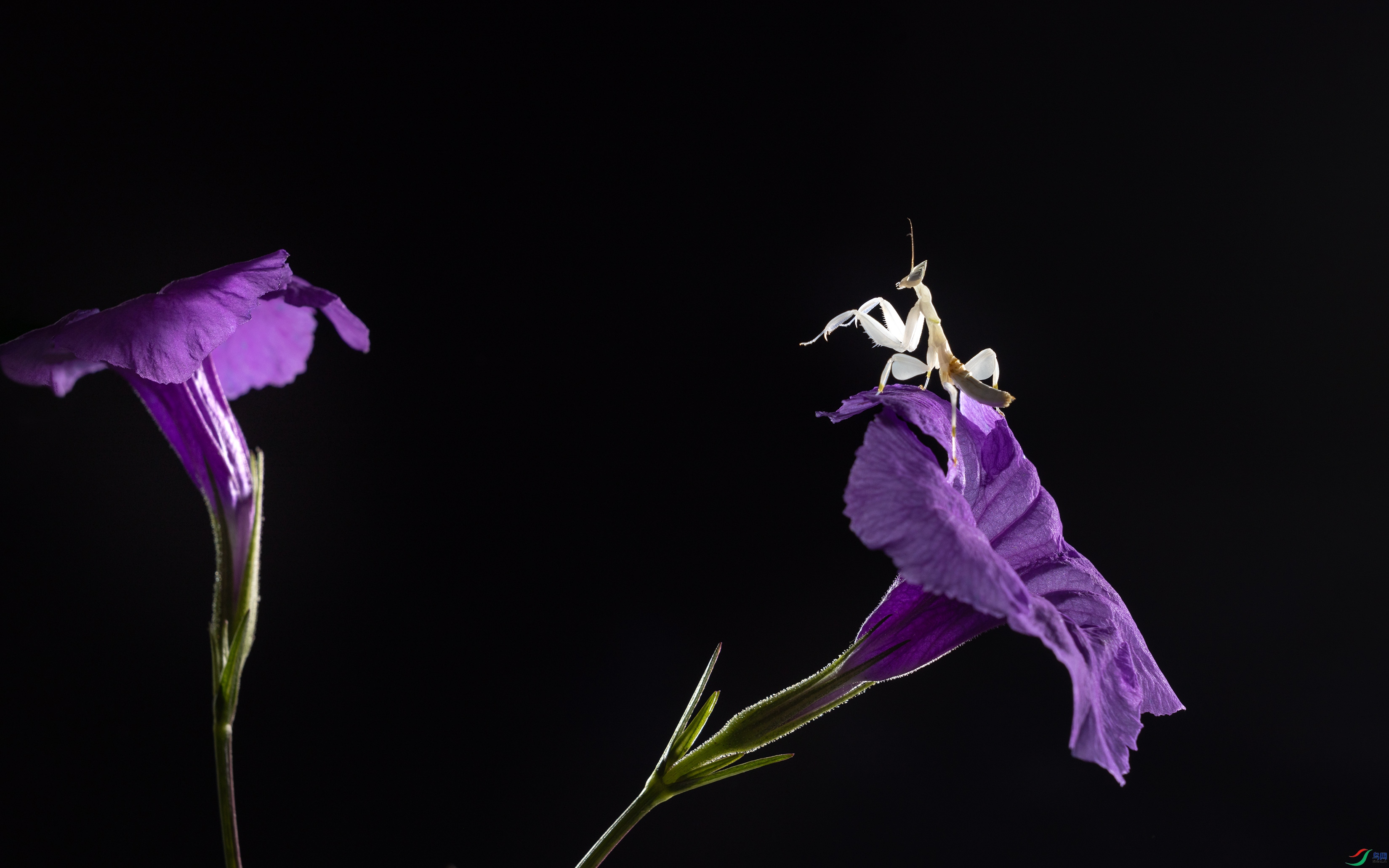 _R1A2535-1.jpg