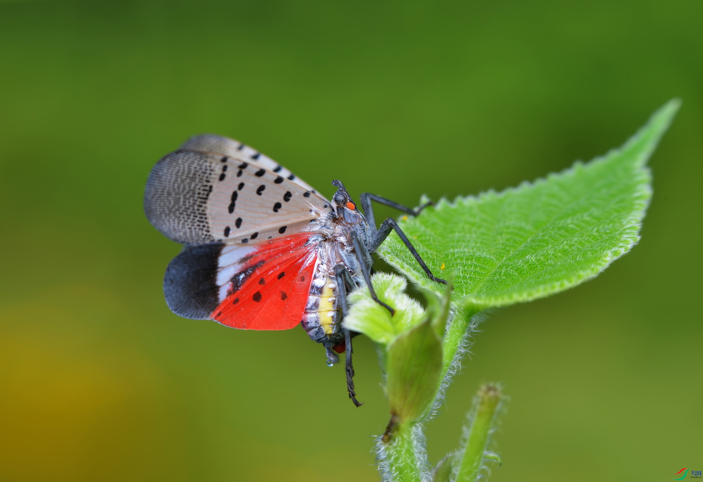 DSC_0009 ����.jpg