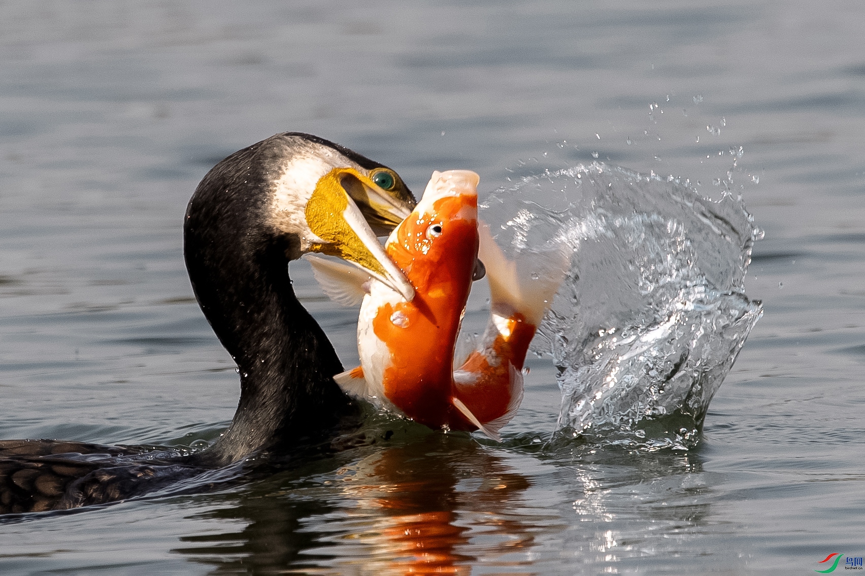 DSC_2583k.jpg