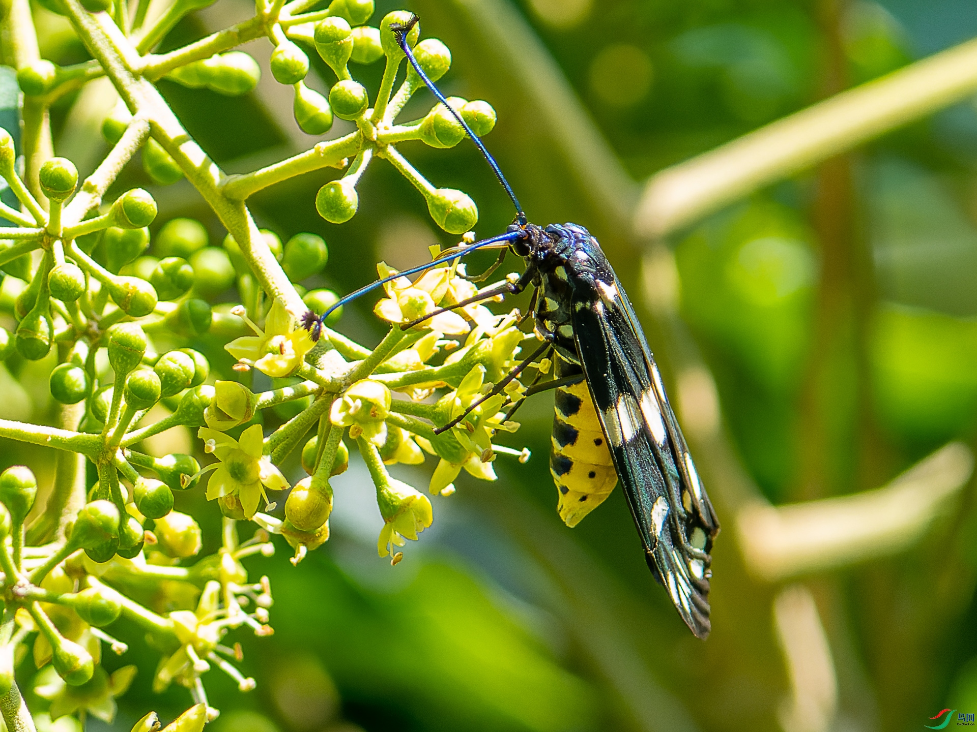 DSC09239-1.jpg
