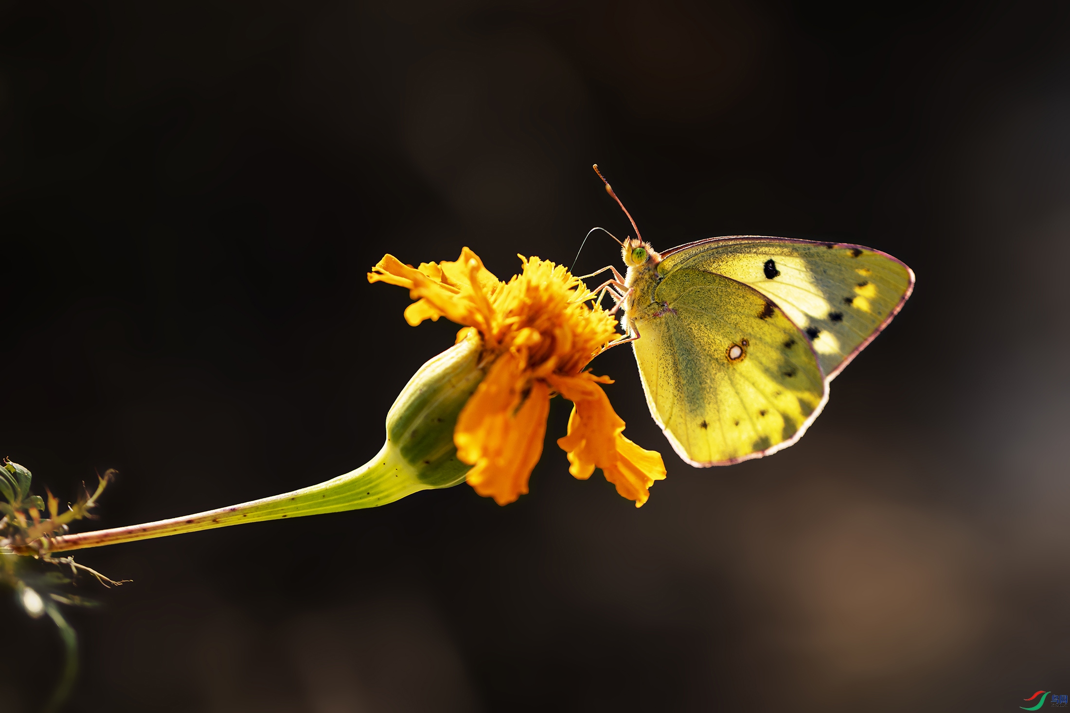 _5LM8052 ����a.jpg