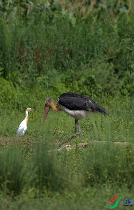 ������߹��ͷ­