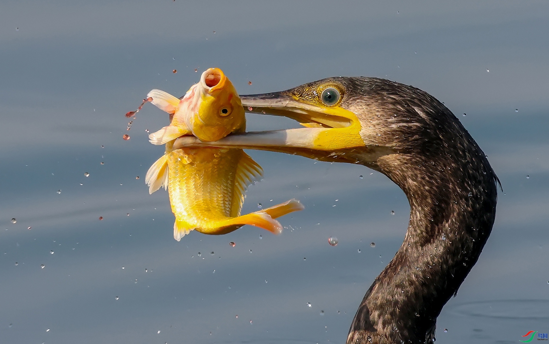 10.10luenxiang1120��ʦ��Ʒ   ���׽����  �ٻ�2023��10��10����ҳ����.jpg