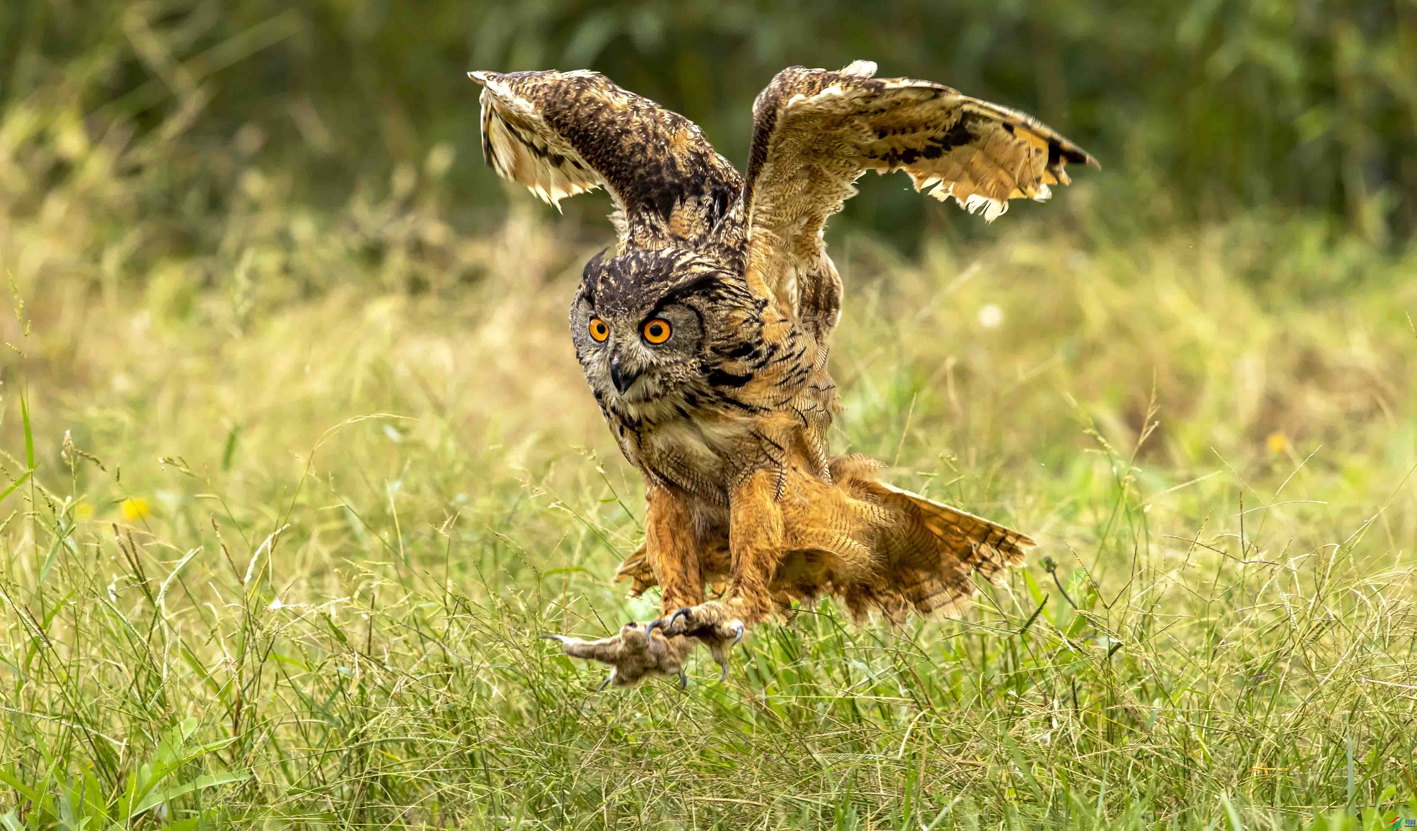 10.11Big����ʦ��Ʒ   ��è����  �ٻ�2023��10��11����ҳ����.jpg