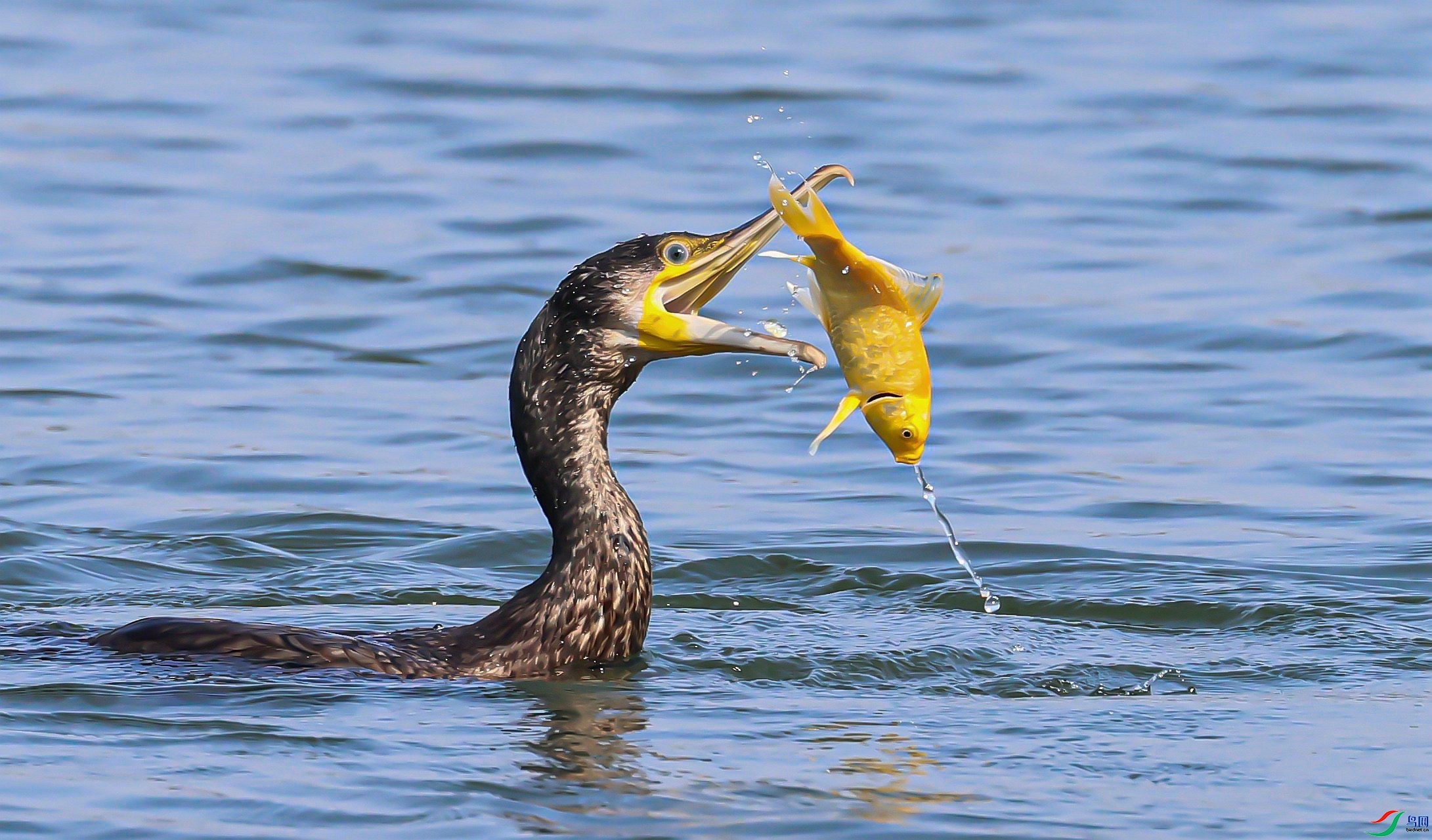 10.12syldw1122��ʦ��Ʒ   ������ӥ̰δ��  �ٻ�2023��10��12����ҳ����.jpg