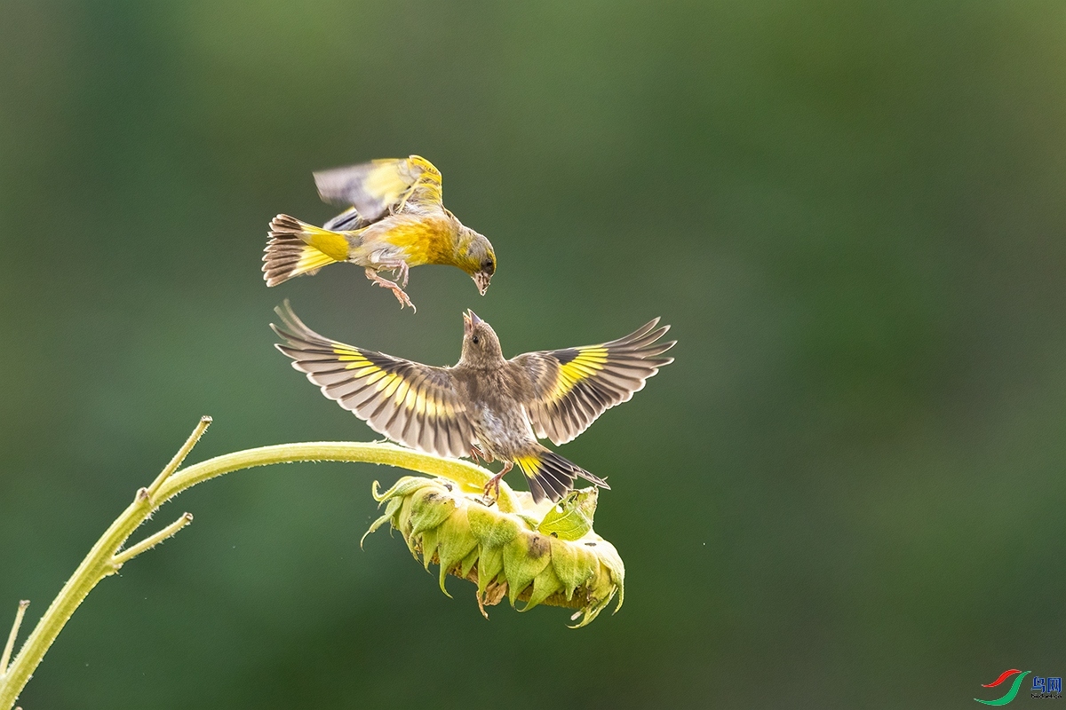 10.12����ɽ������ʦ��Ʒ   ����  �ٻ�2023��10��12����ҳ����..jpg