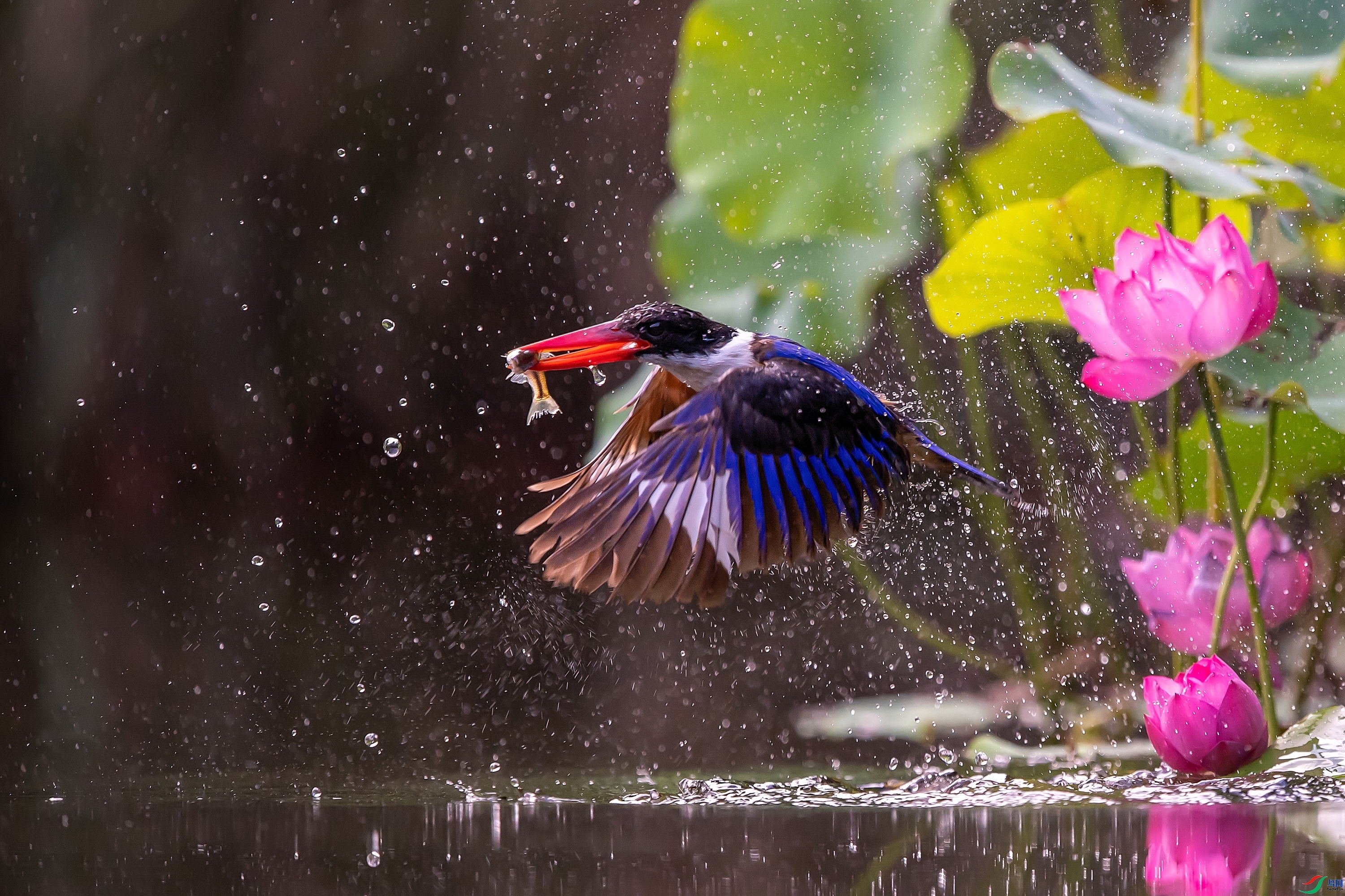 10.12����1183��ʦ��Ʒ   �����ˮ  �ٻ�2023��10��12����ҳ����.jpg