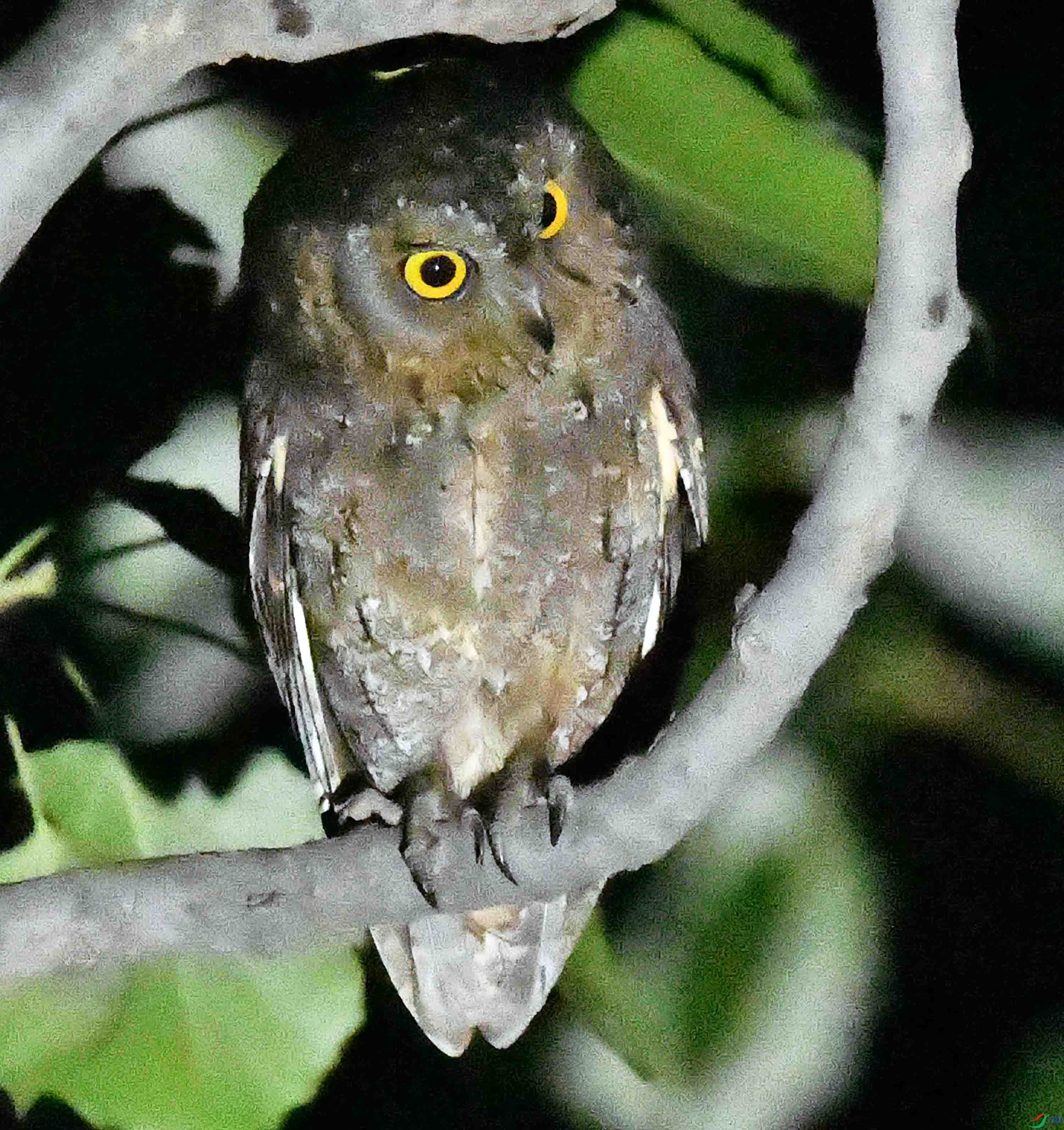 DSC_4450.JPG