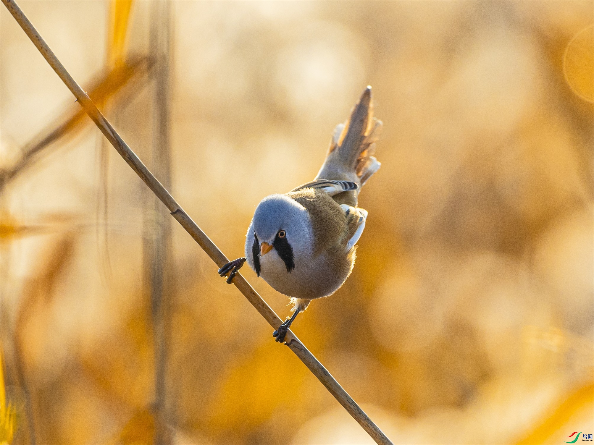 1K3A1241 ����1.jpg