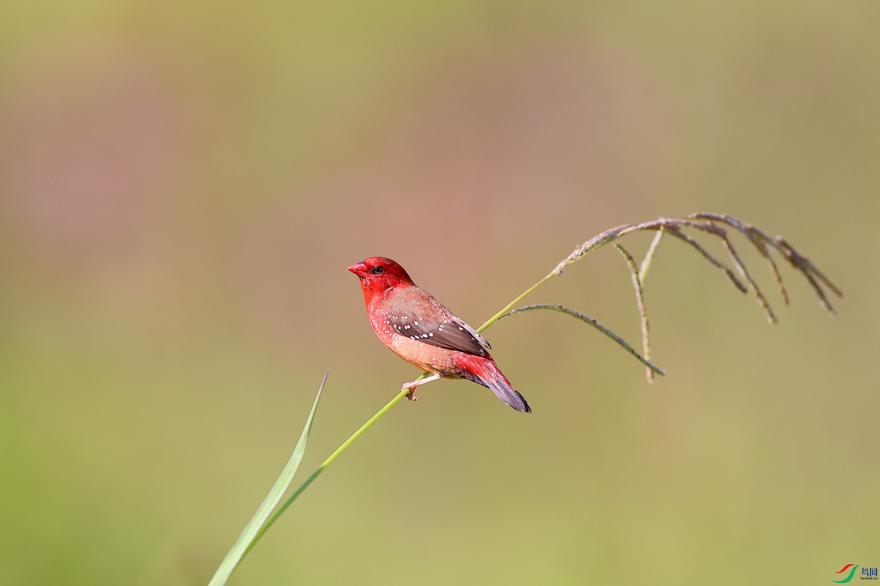 1M6A6392 ����_����.jpg