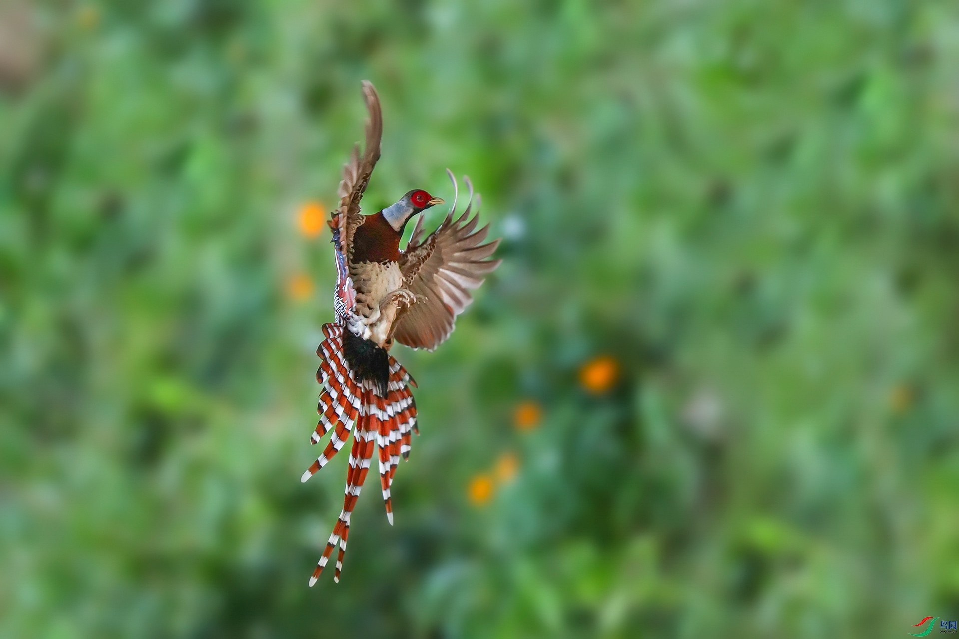 �׾���β��