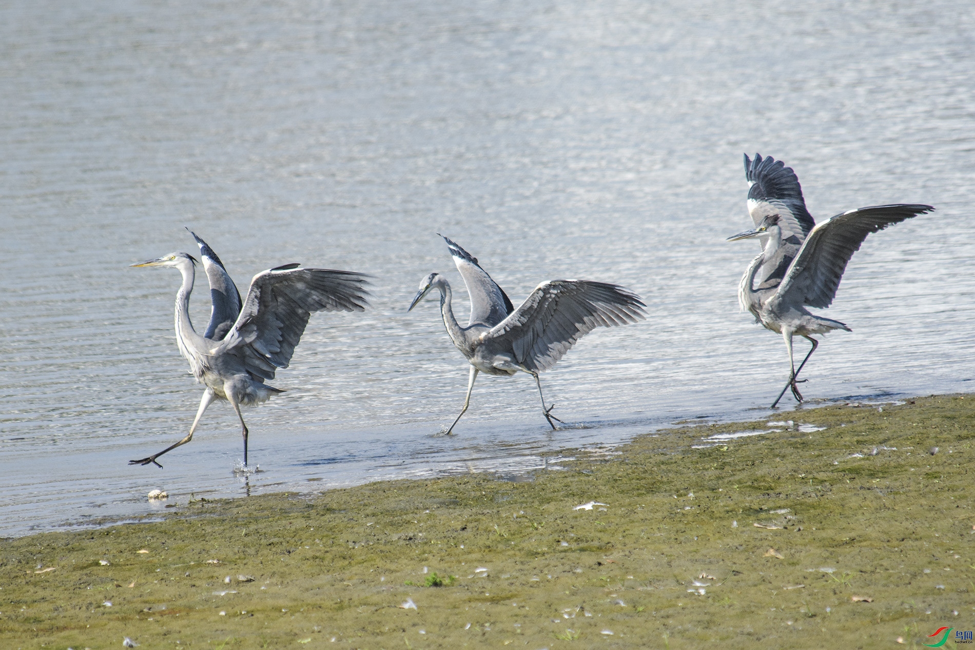 DSC_2385 0.jpg