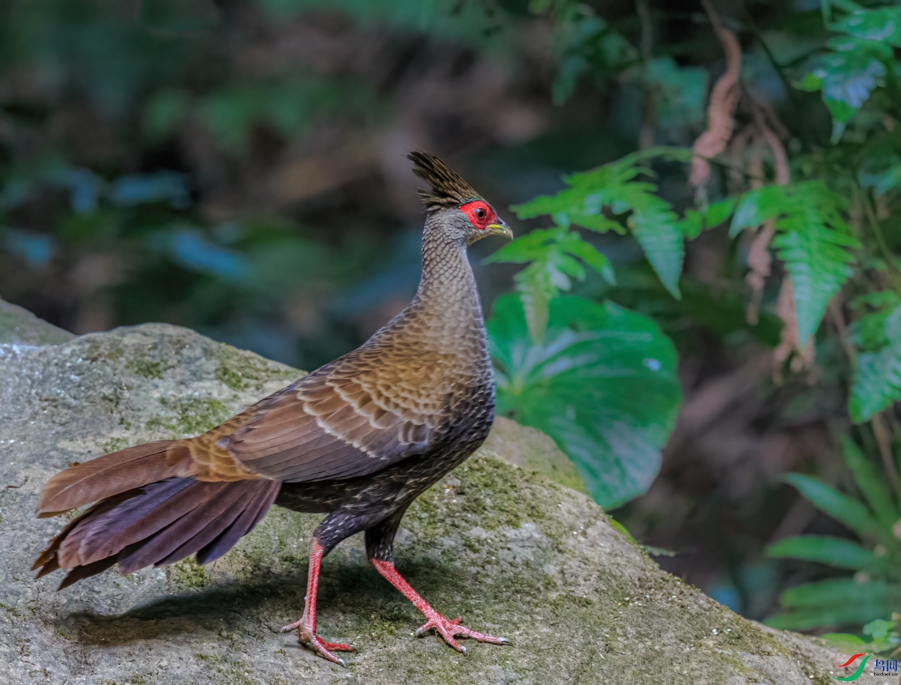 BJ1R0354-1.jpg