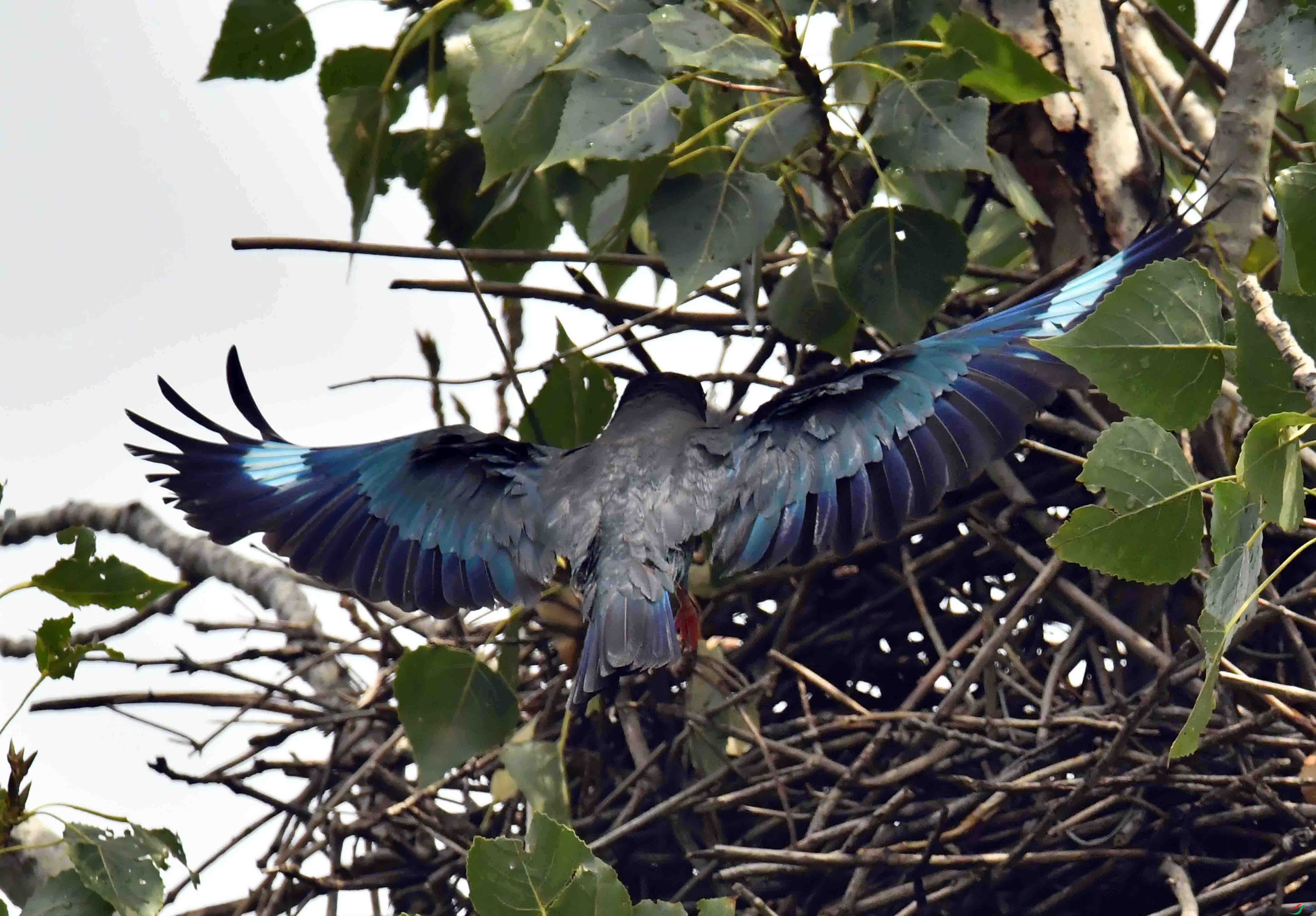 DSC_2854.JPG