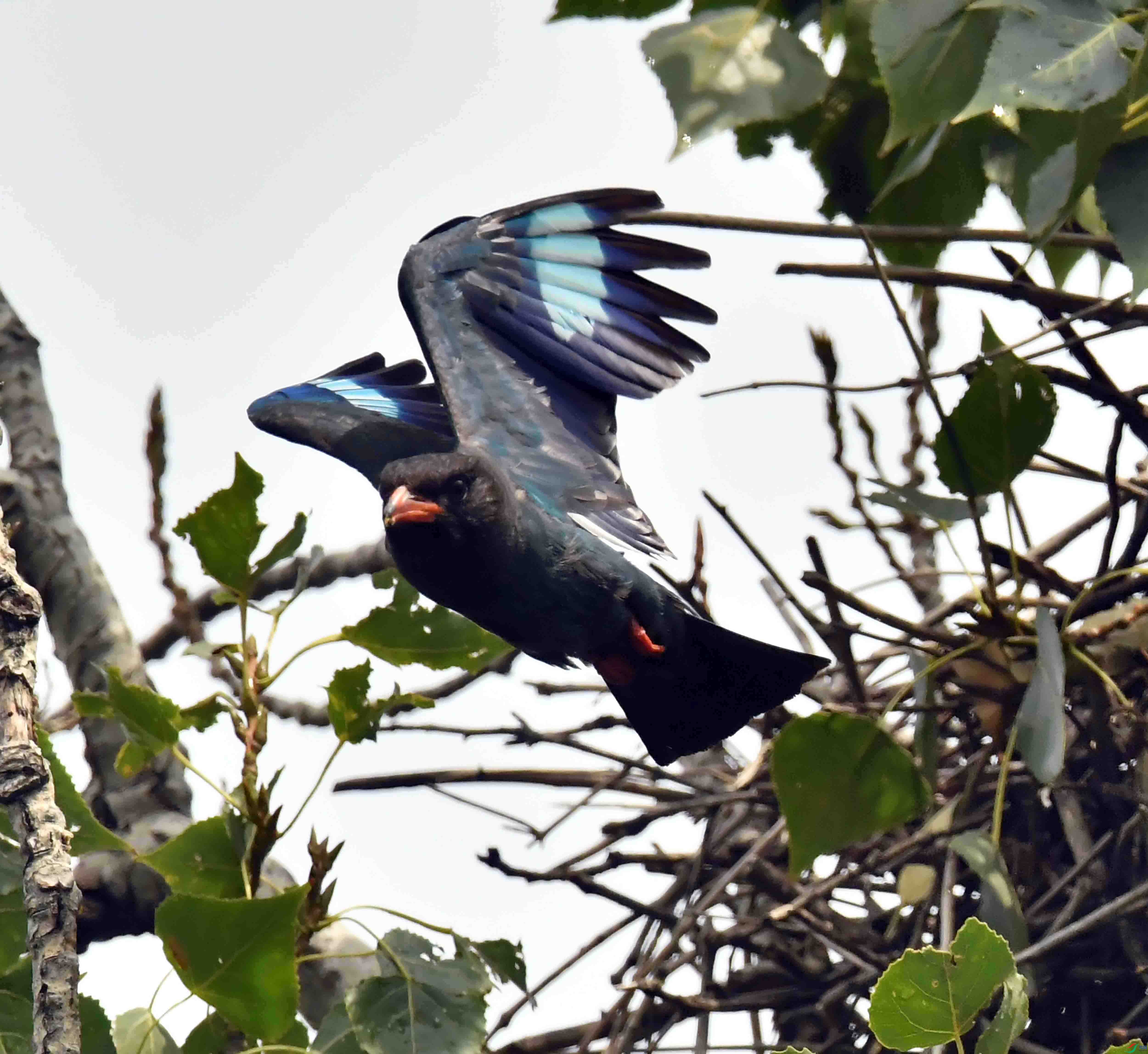DSC_2869.JPG