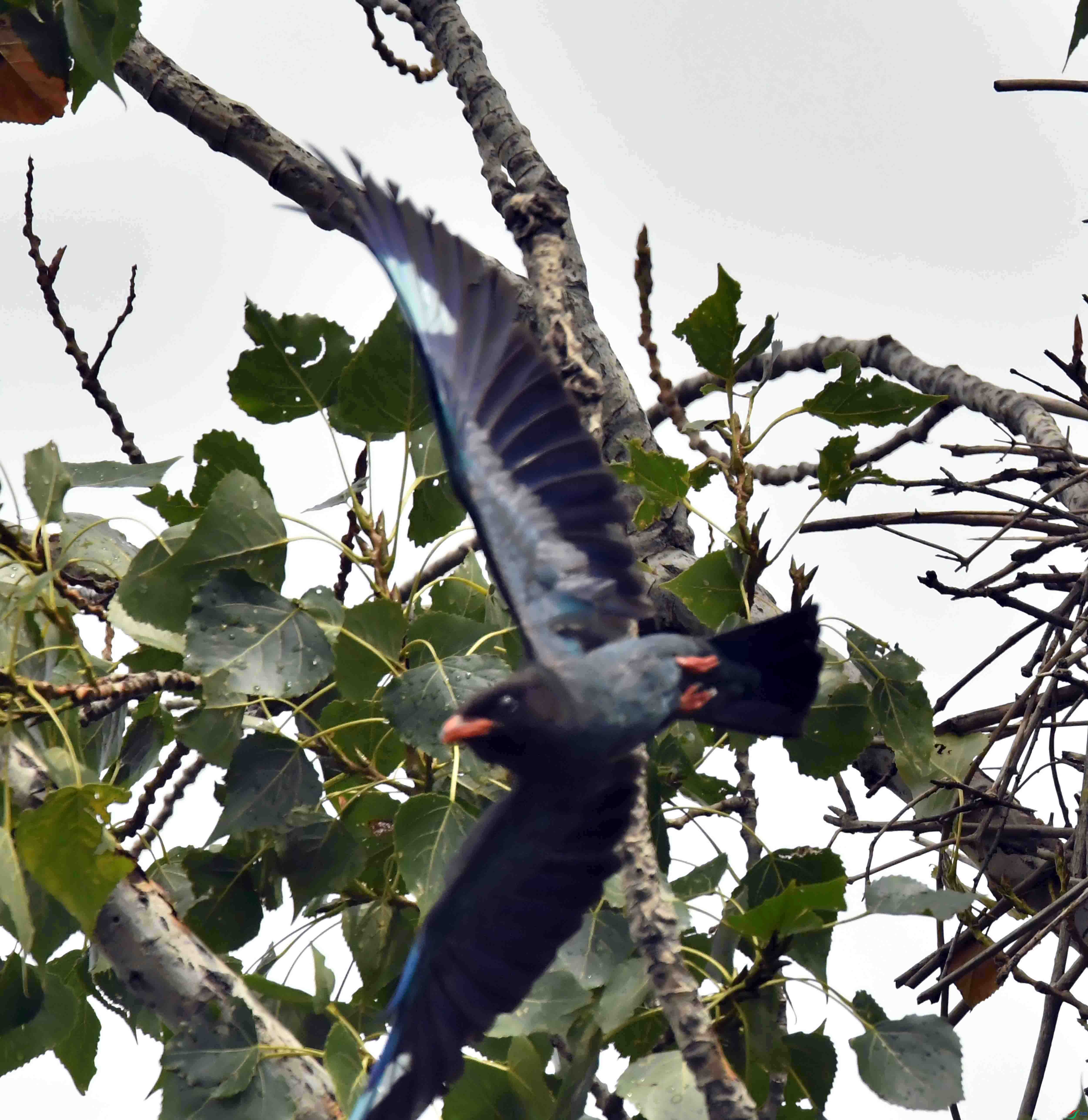 DSC_2874.JPG