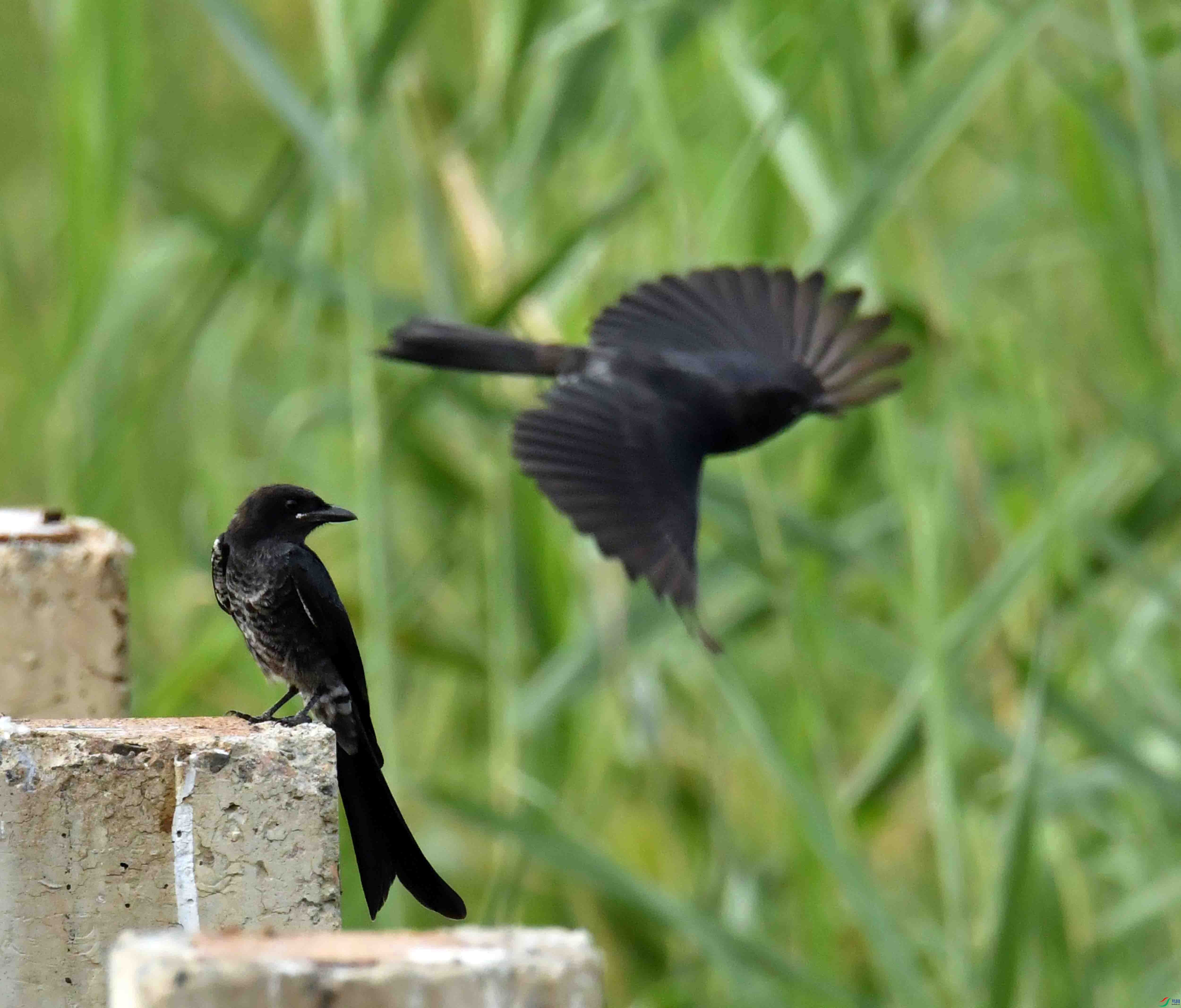 DSC_3102.JPG