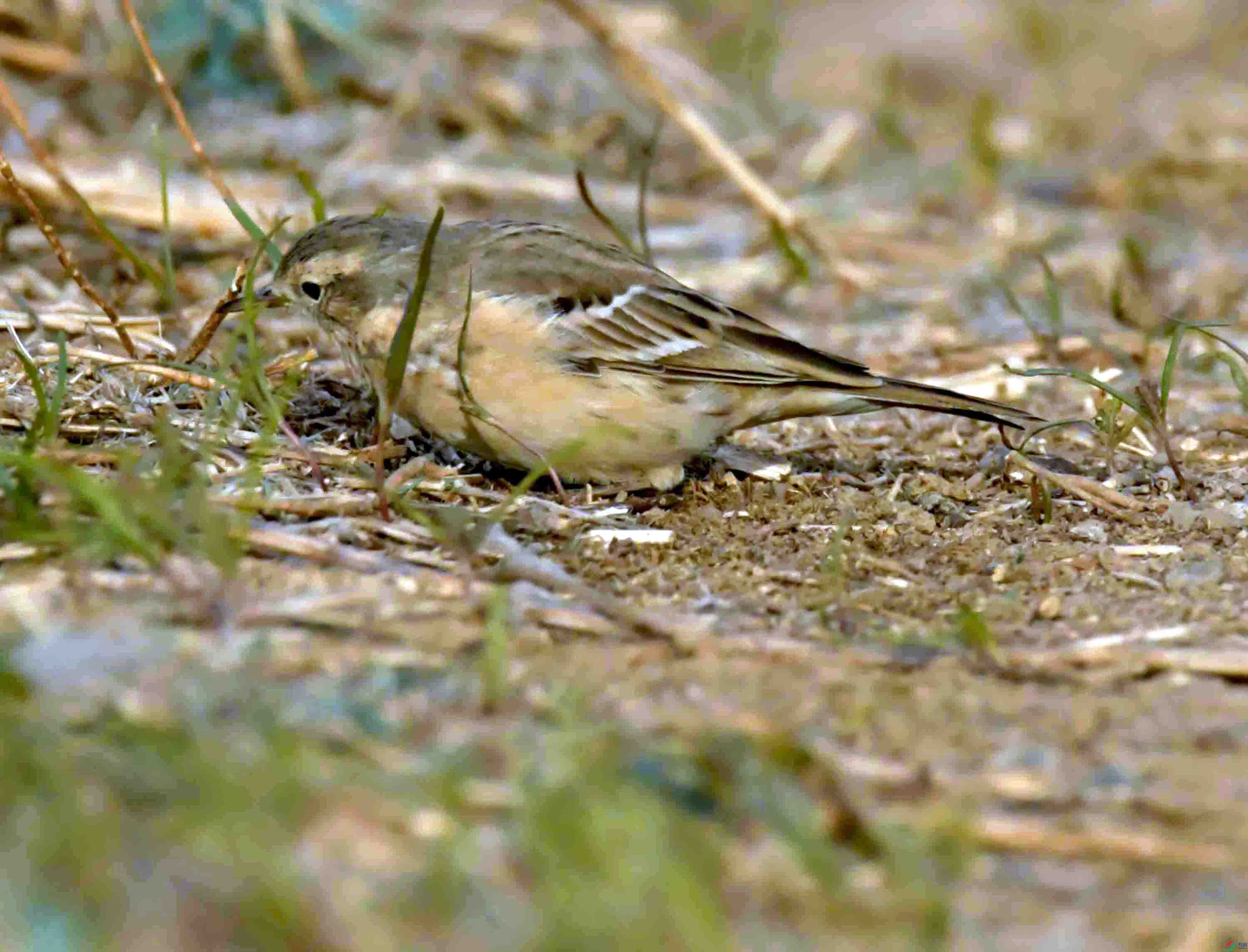 DSC_4652.JPG