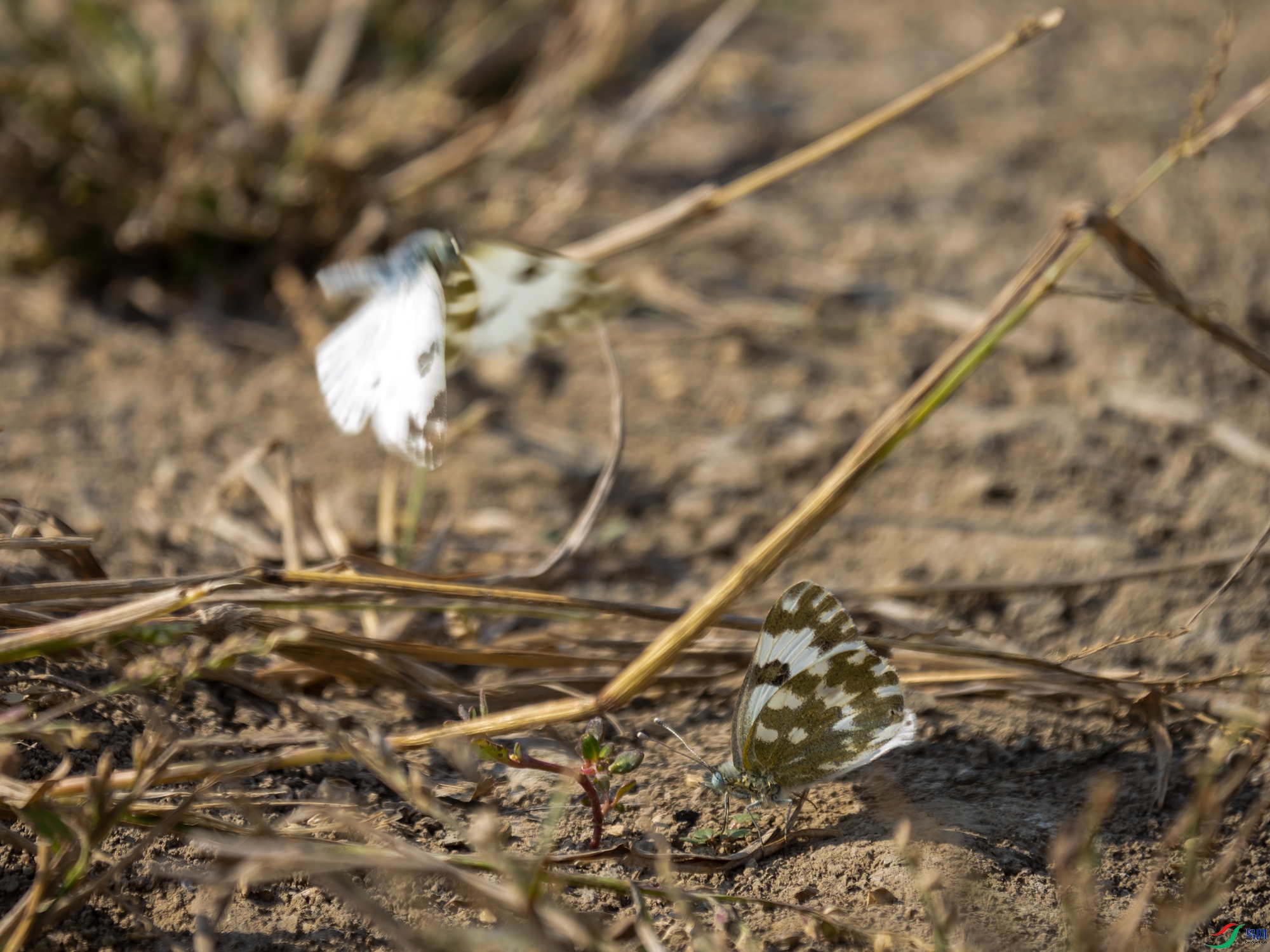 PA102344.jpg