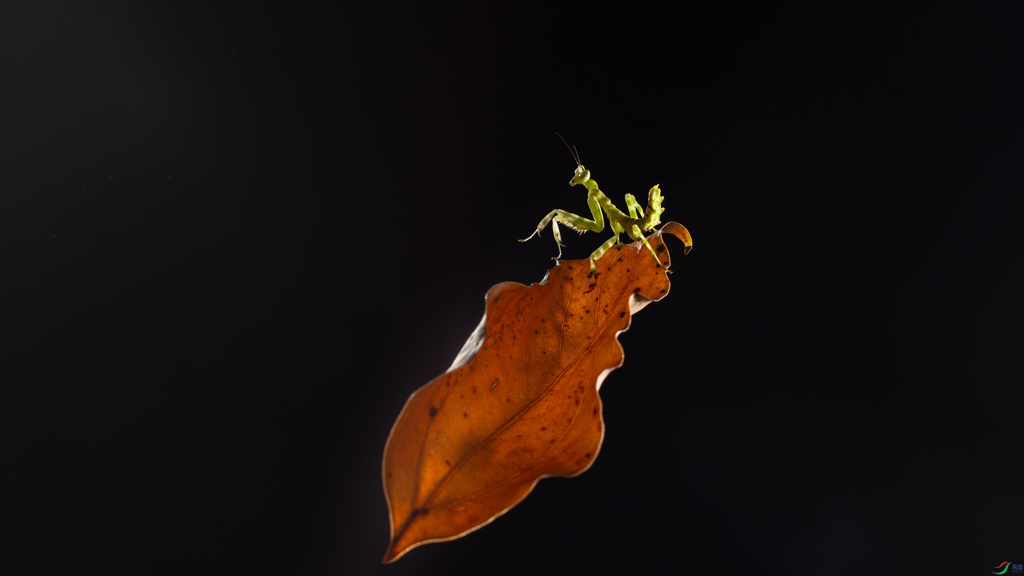 _R1A2775-1.jpg