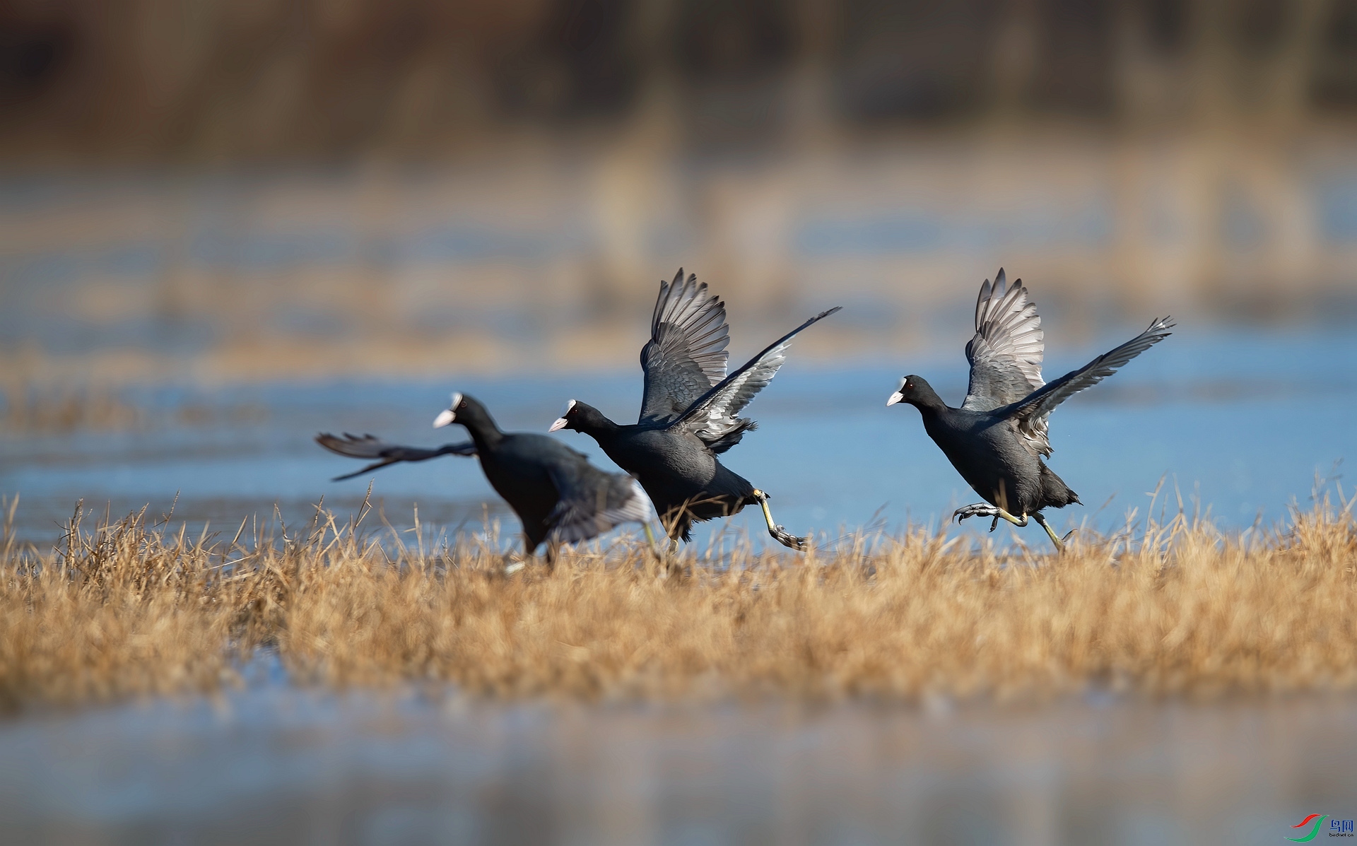 DSC_6222 ����_����.jpg