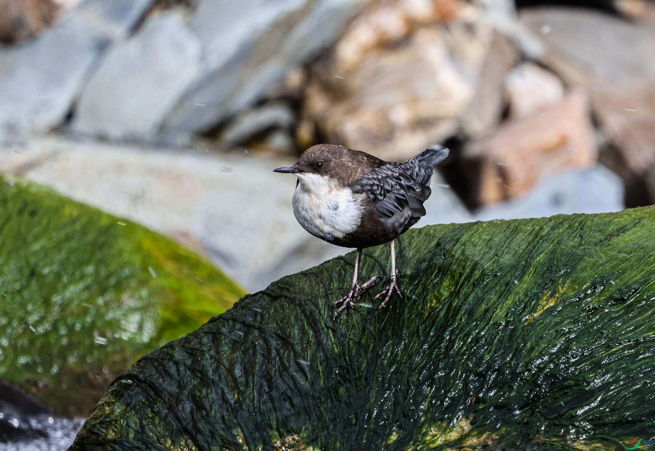 381A6291 - ����.JPG