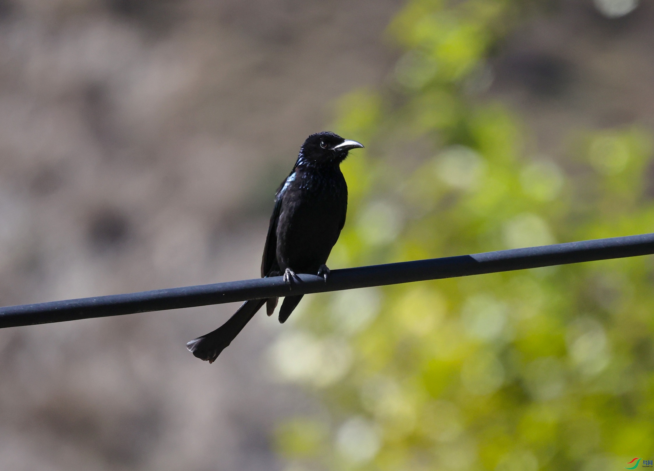 381A7152 - ����.JPG