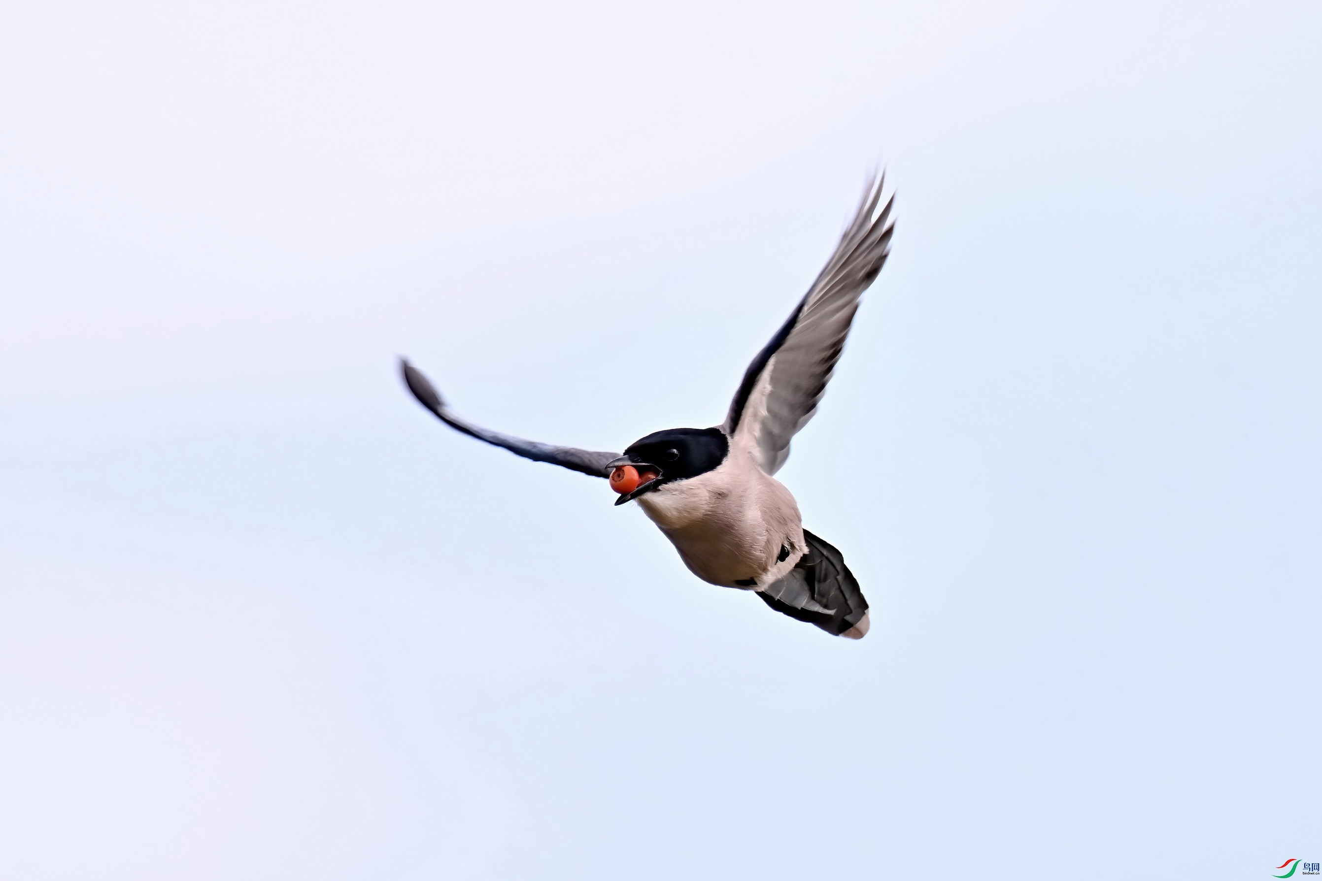 DSC_1747a2dx.jpg